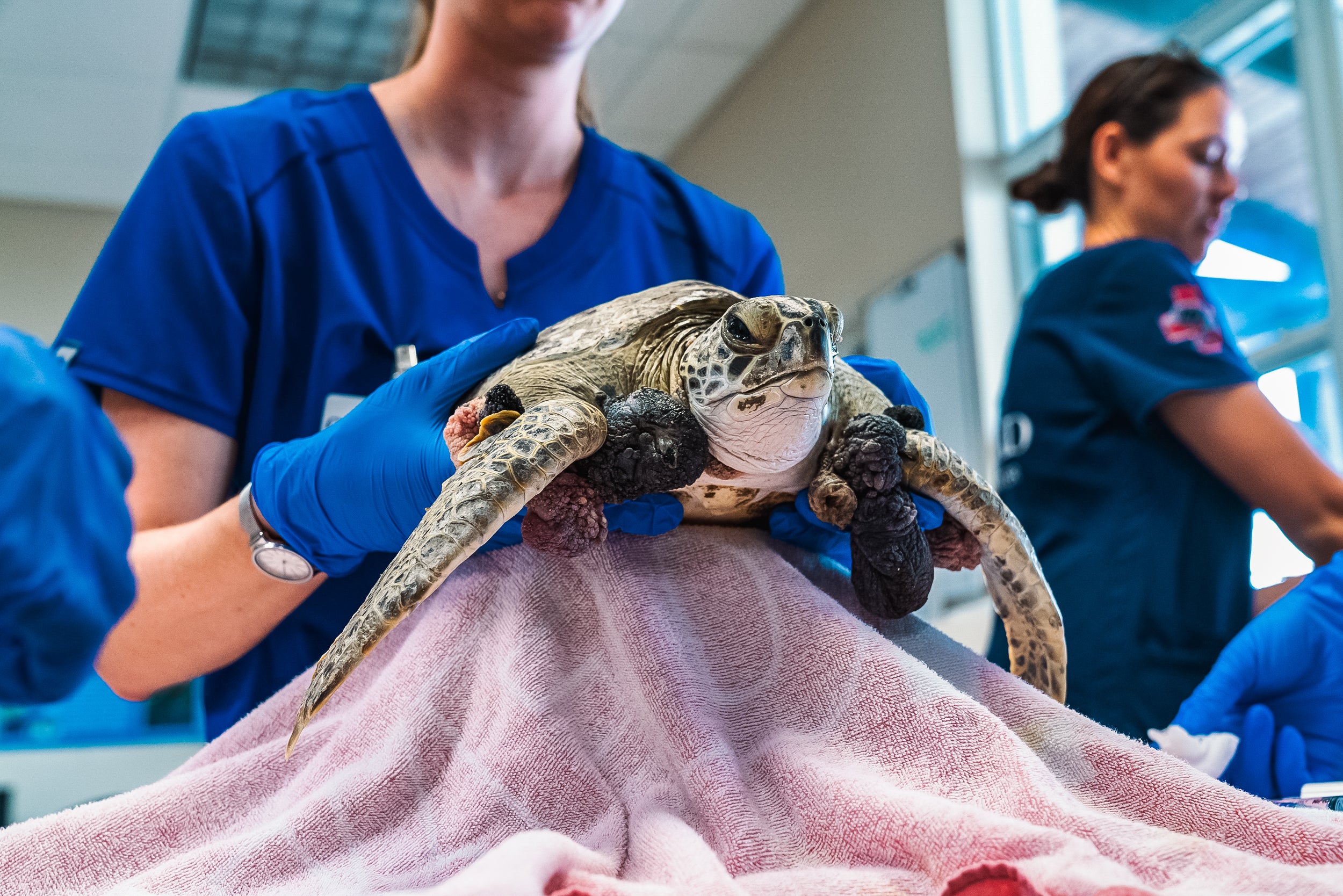 Why Sea Turtles Need Rescuing