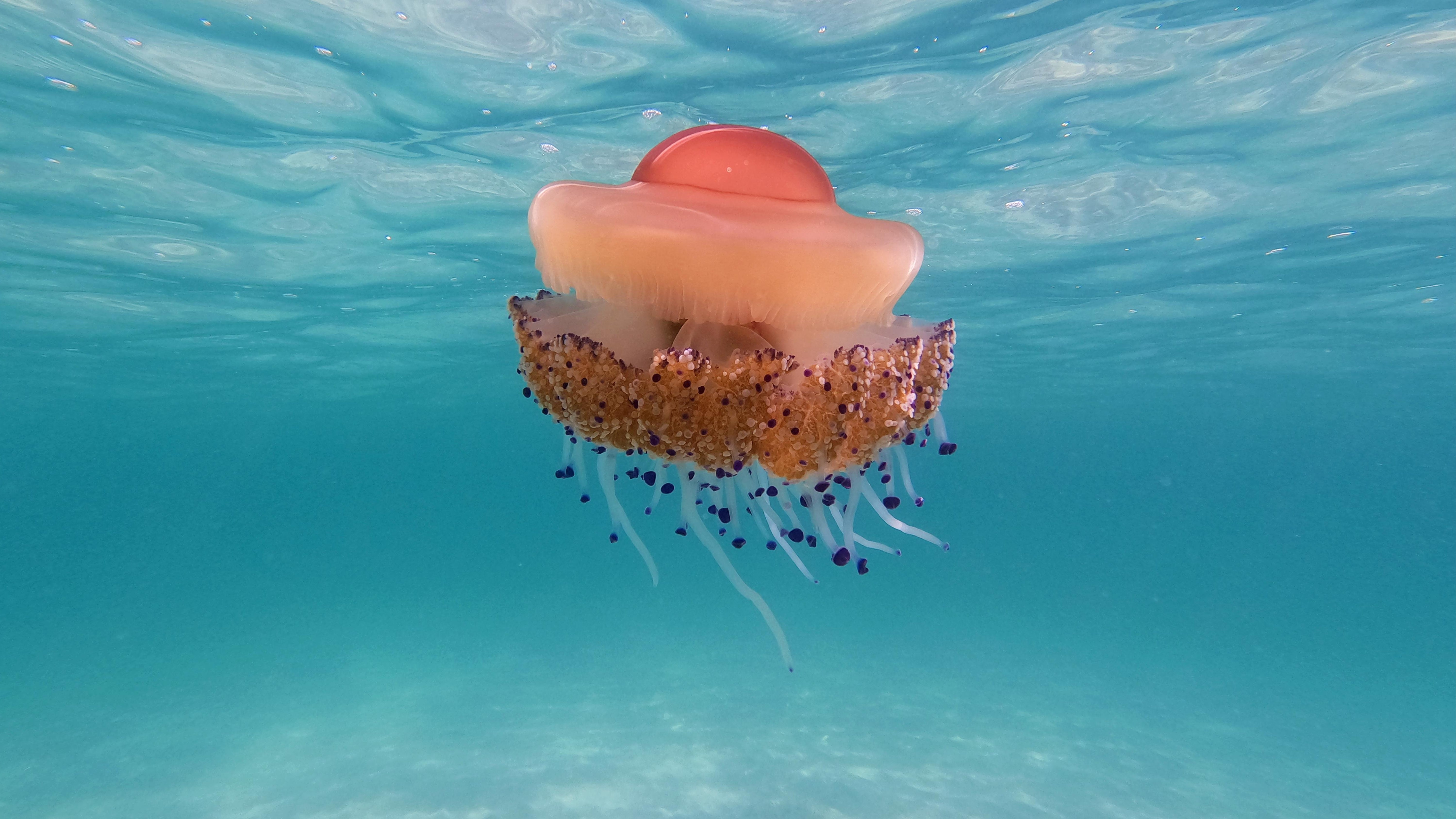 Jellyfish: Drifters of the Sea