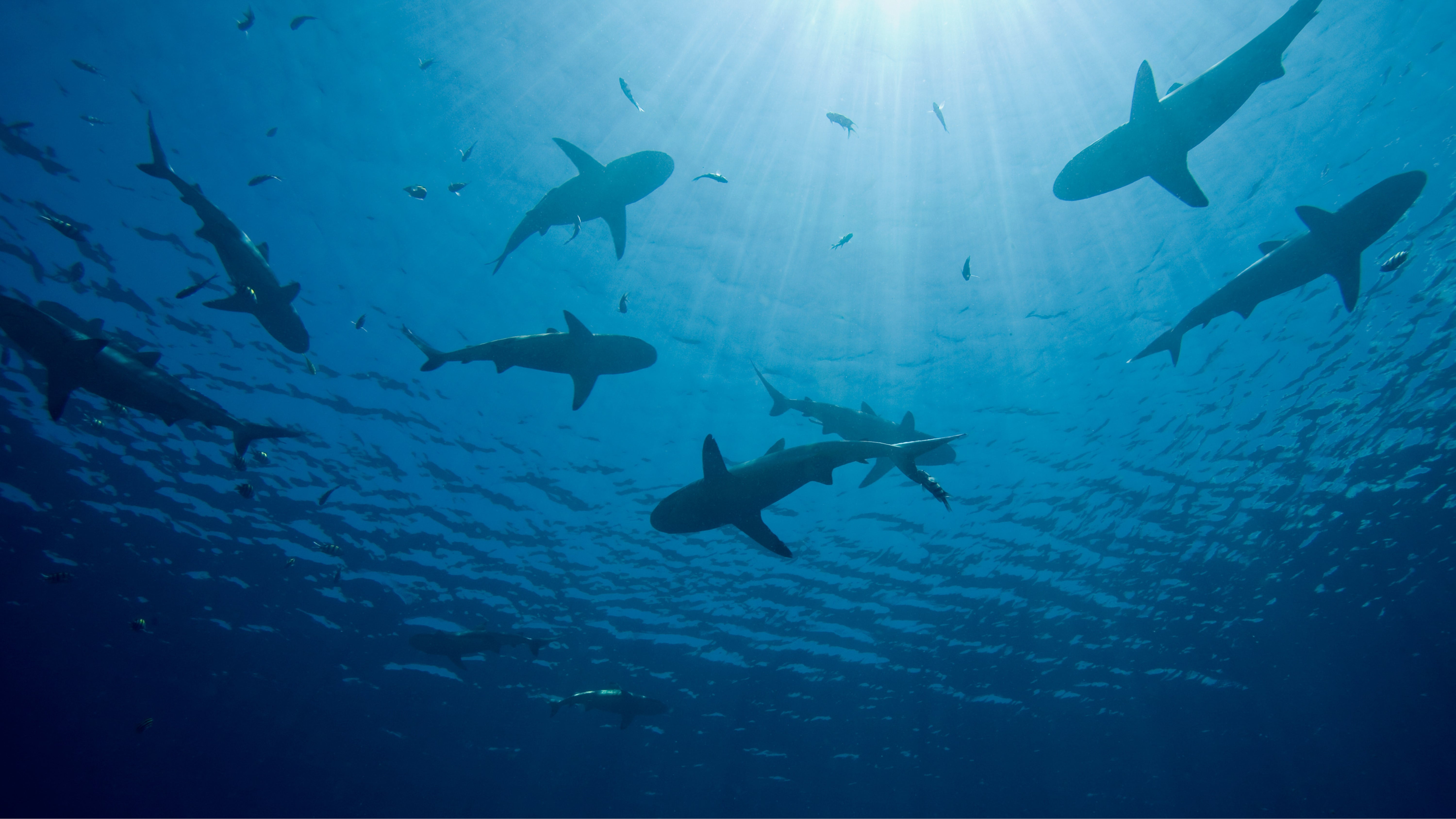Sharks: Apex Predators and Ocean Protectors