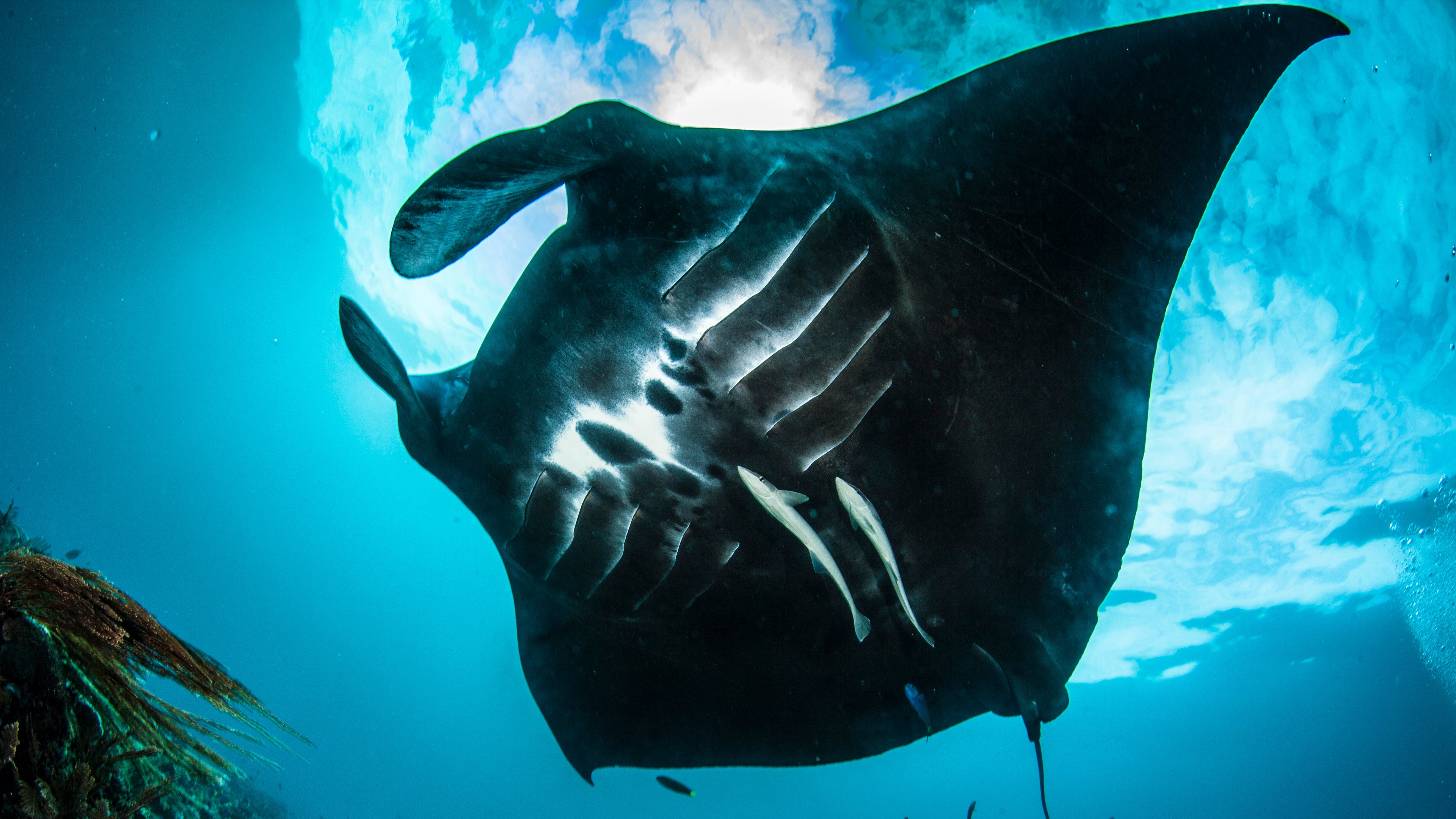 A Graceful Giant of the Sea: Meet the Manta Ray
