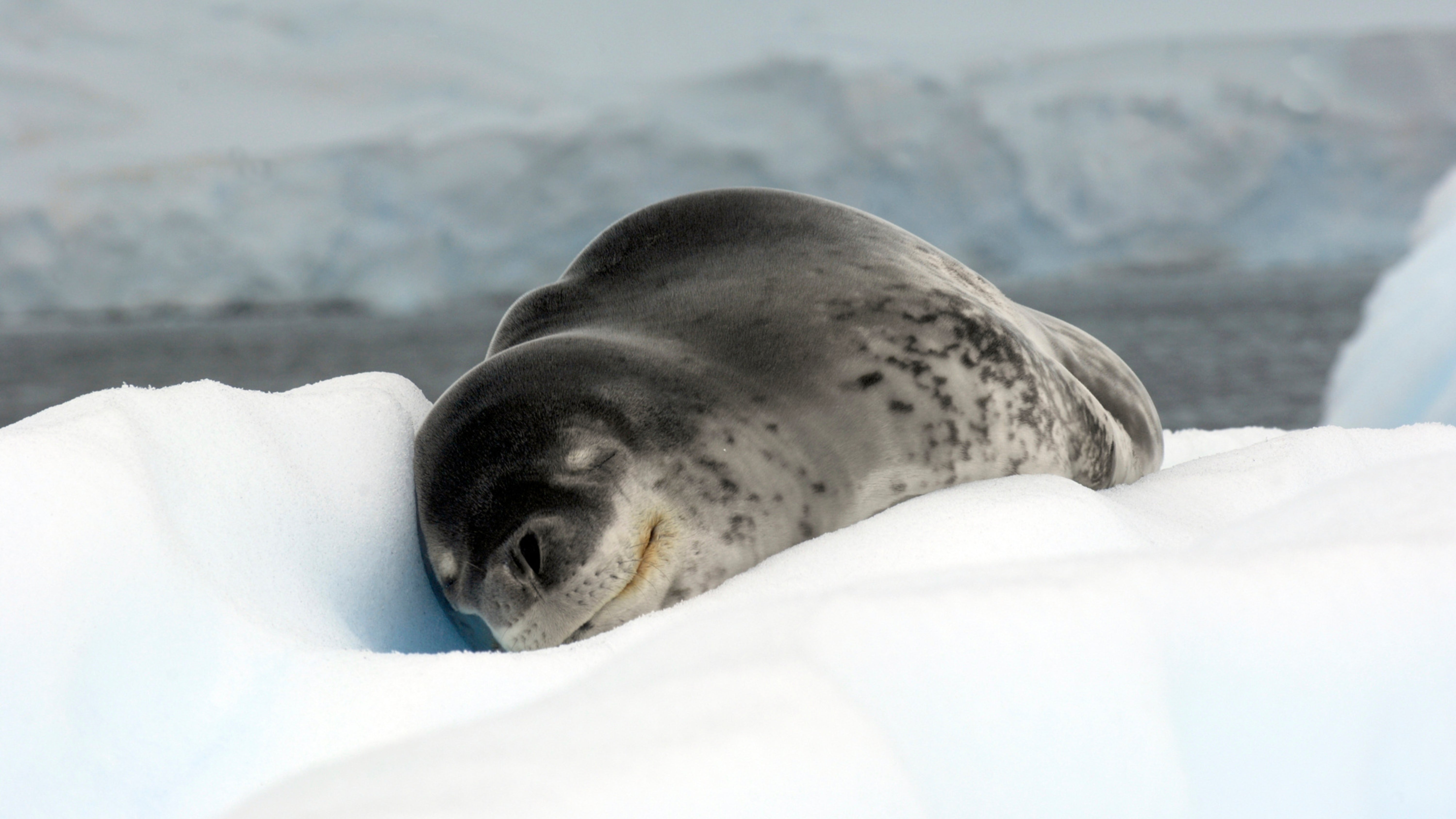 Leopard Seal: Apex Predator of the Ice