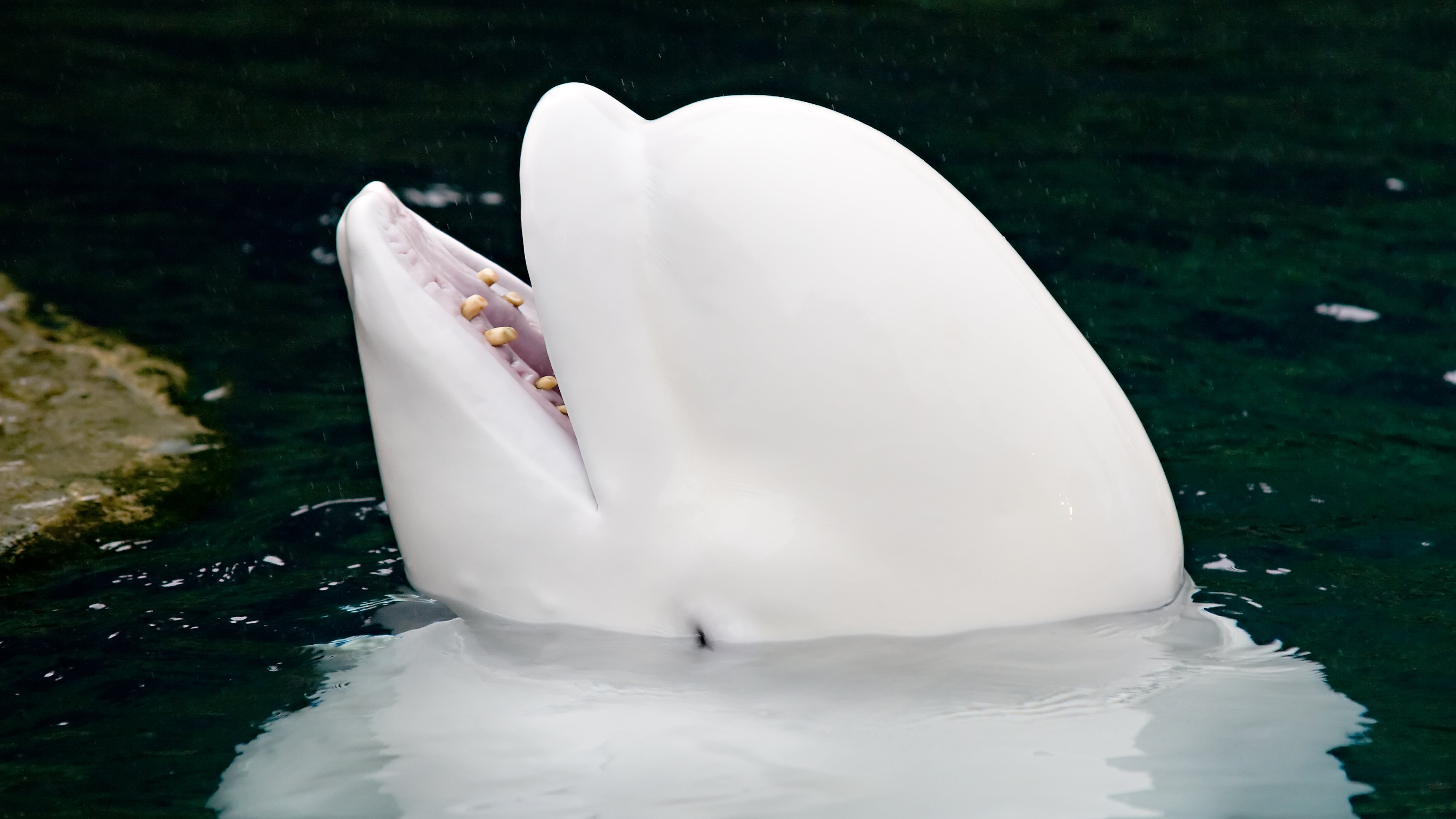 Dive into the World of the Arctic's White Whale : The Beluga Whale