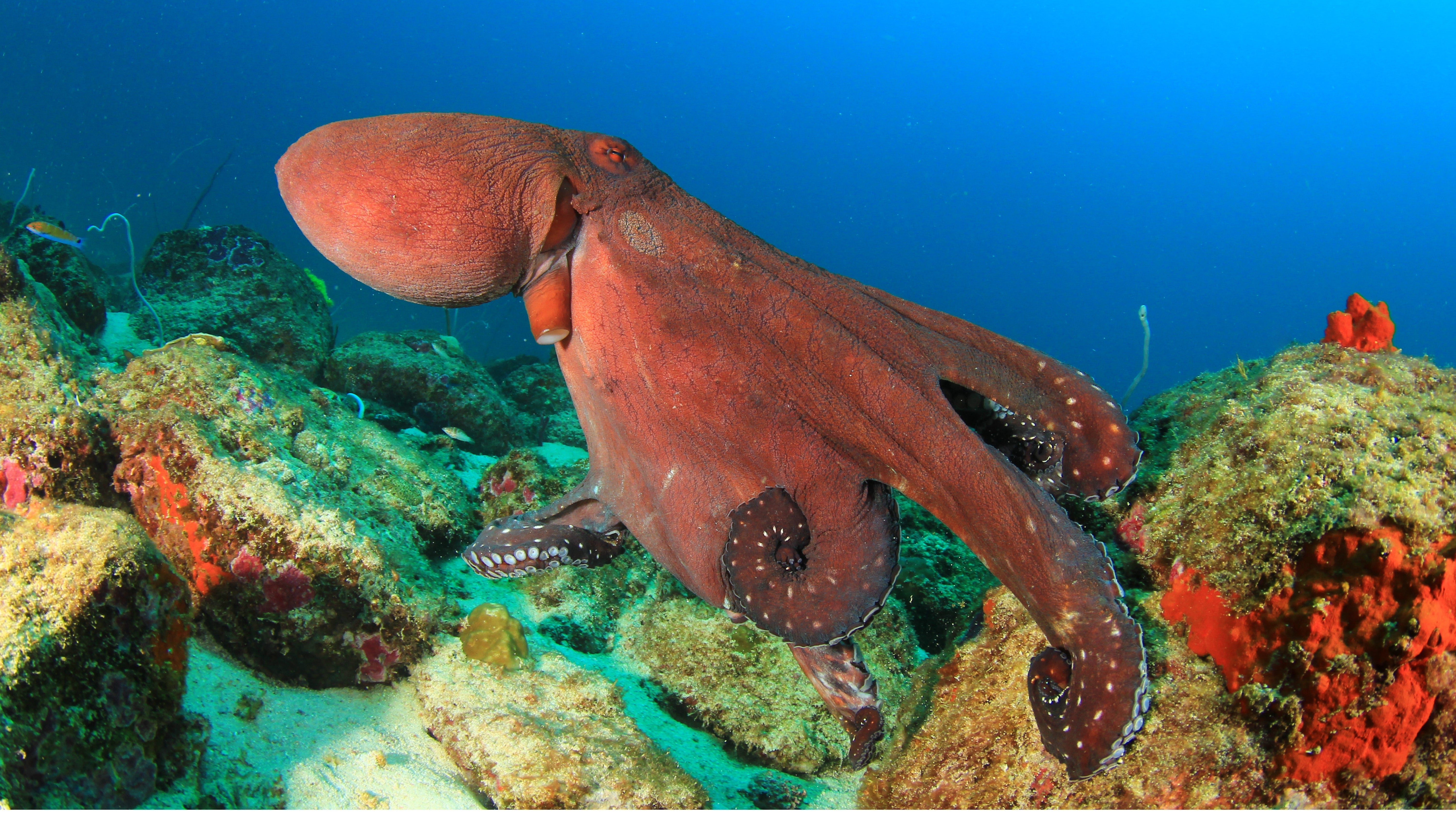 Octopus: The Mastermind of the Deep
