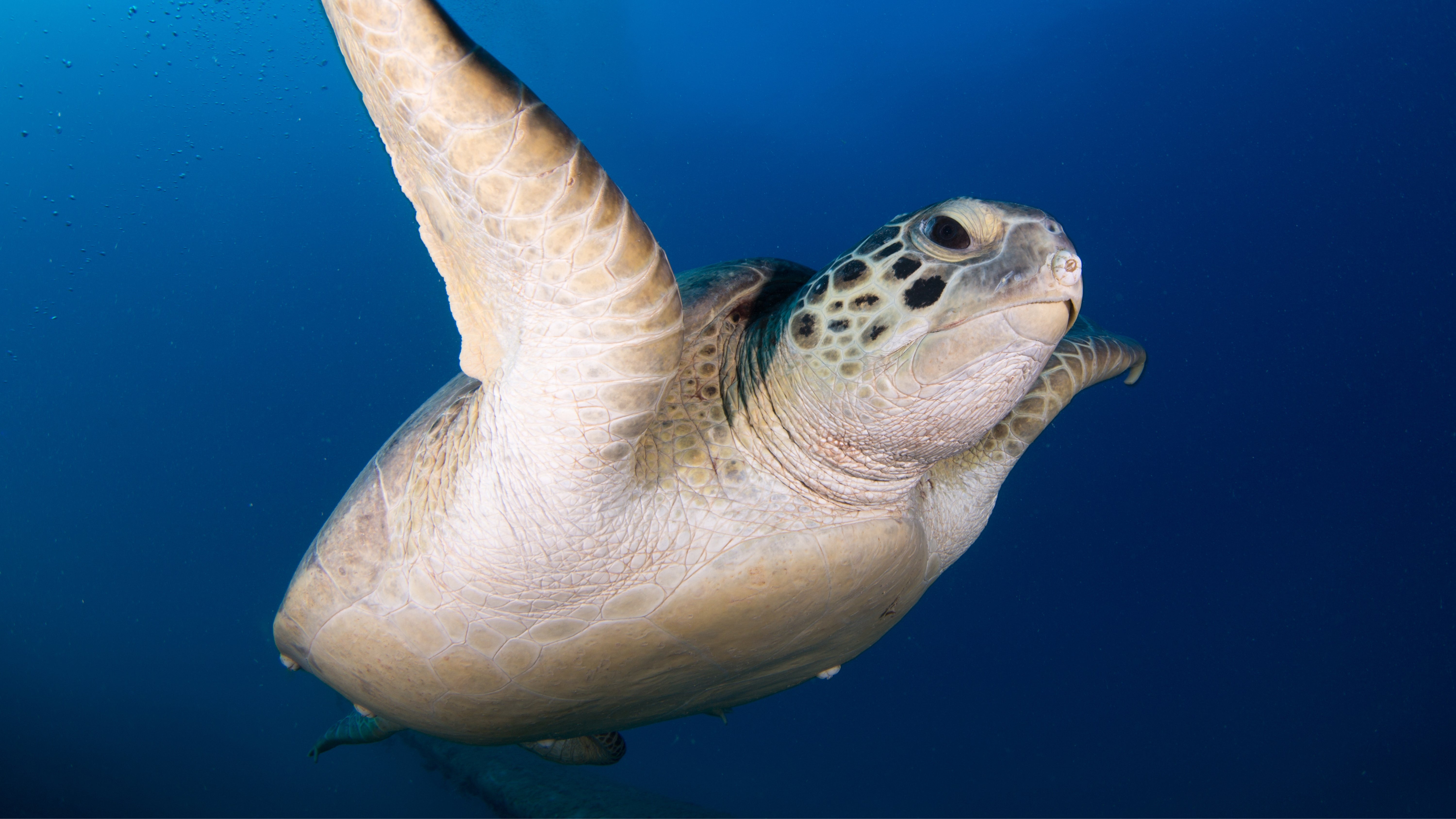 Sea Turtles: Ancient Mariners of the Ocean