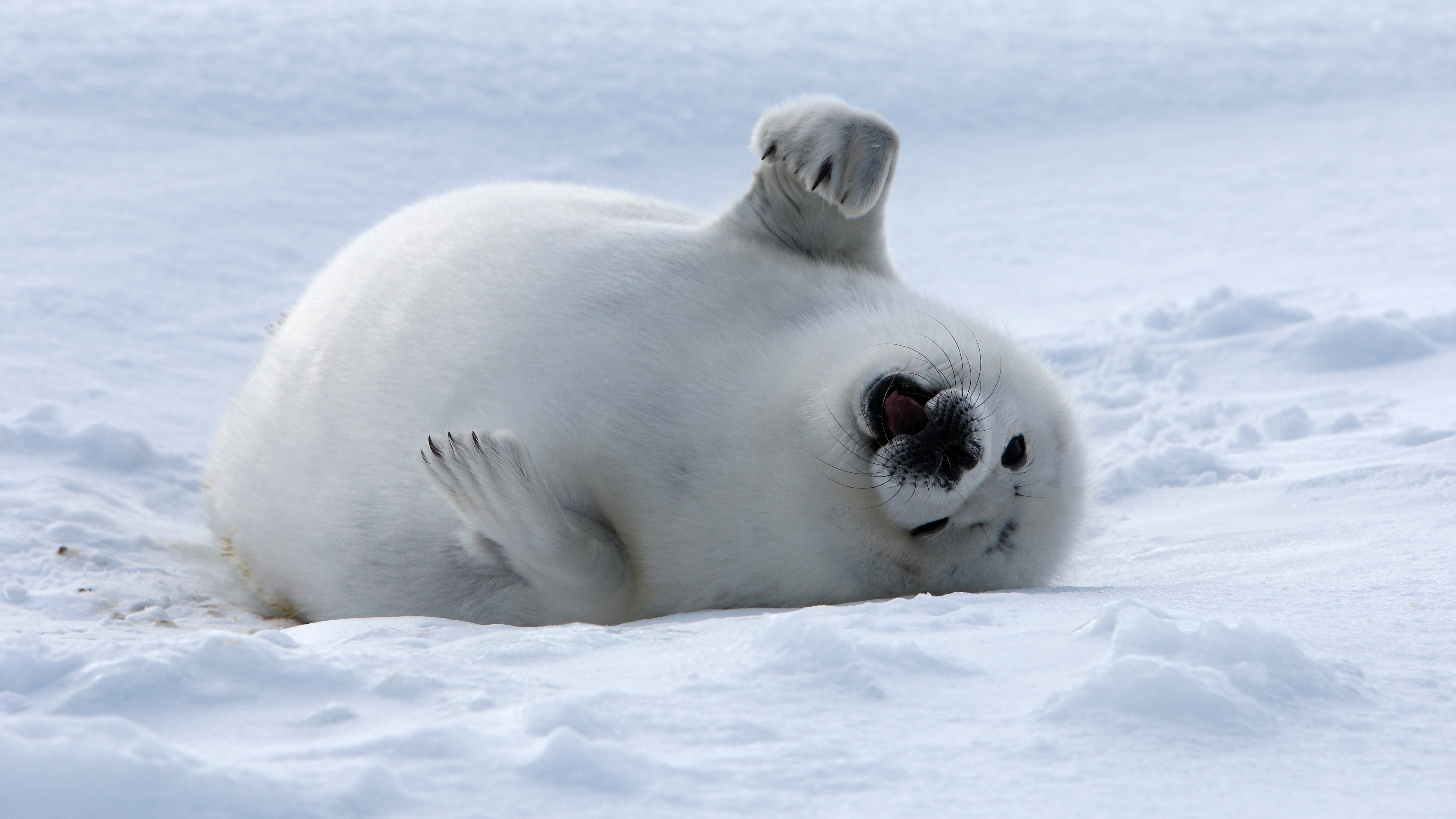 Dive Into the World of the Harp Seal: A Graceful Arctic Swimmer