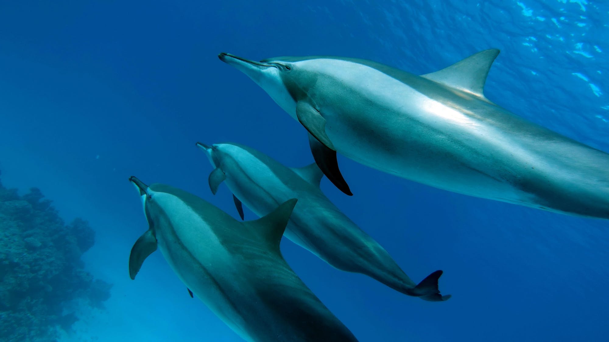 Dolphins: The Ocean’s Social Geniuses