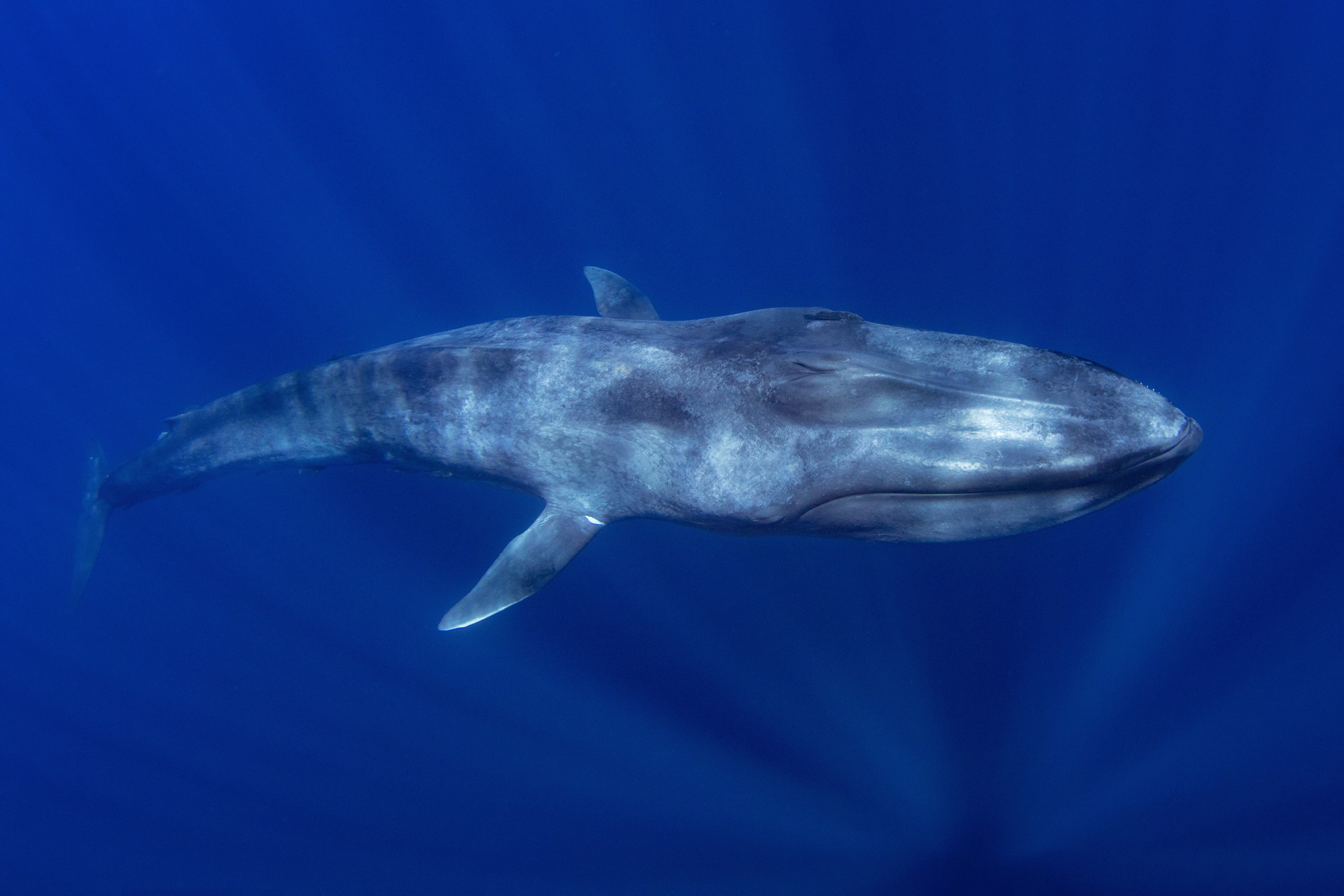 Blue Whale: The Ocean’s Gentle Titan