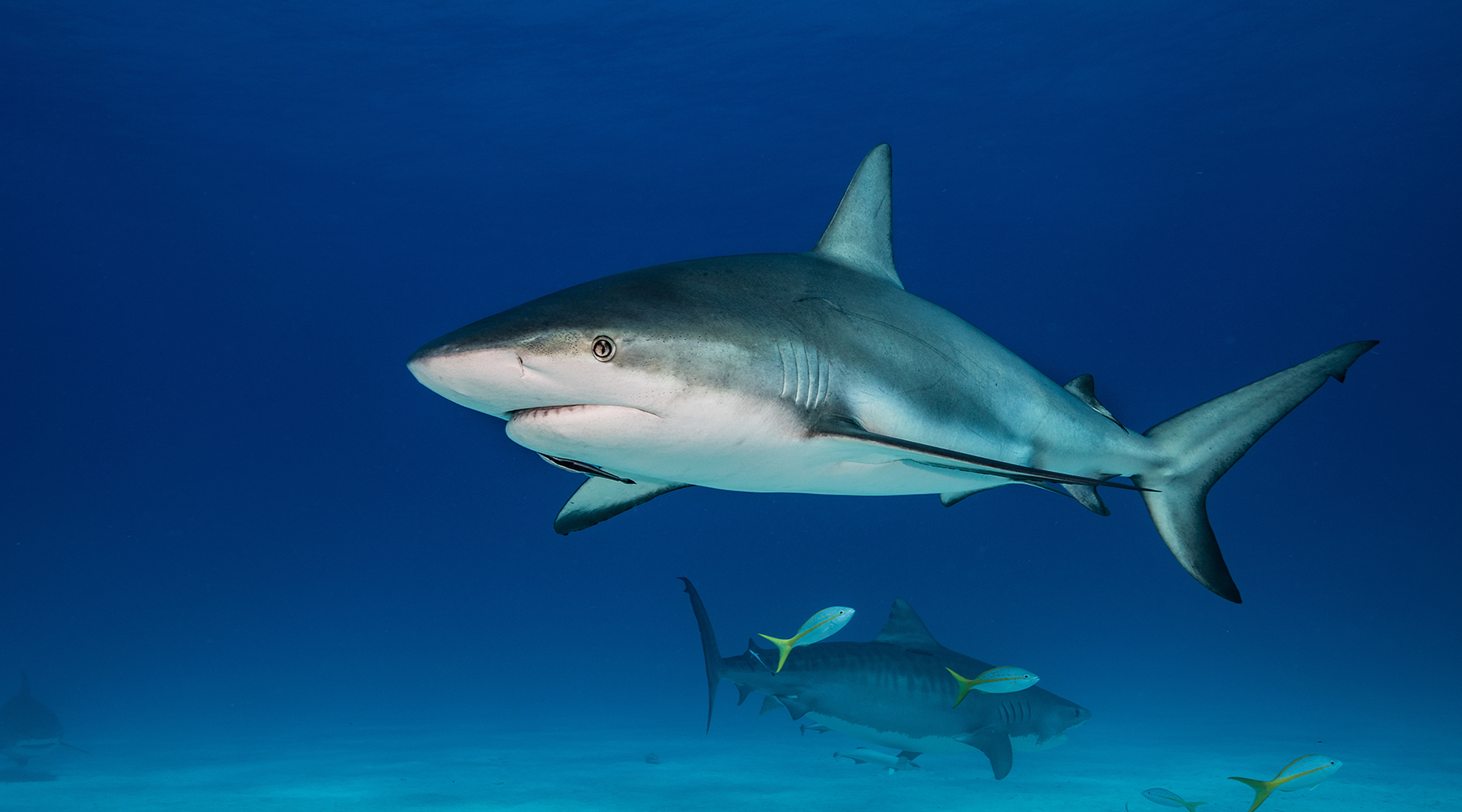 Caribbean Reef Shark
