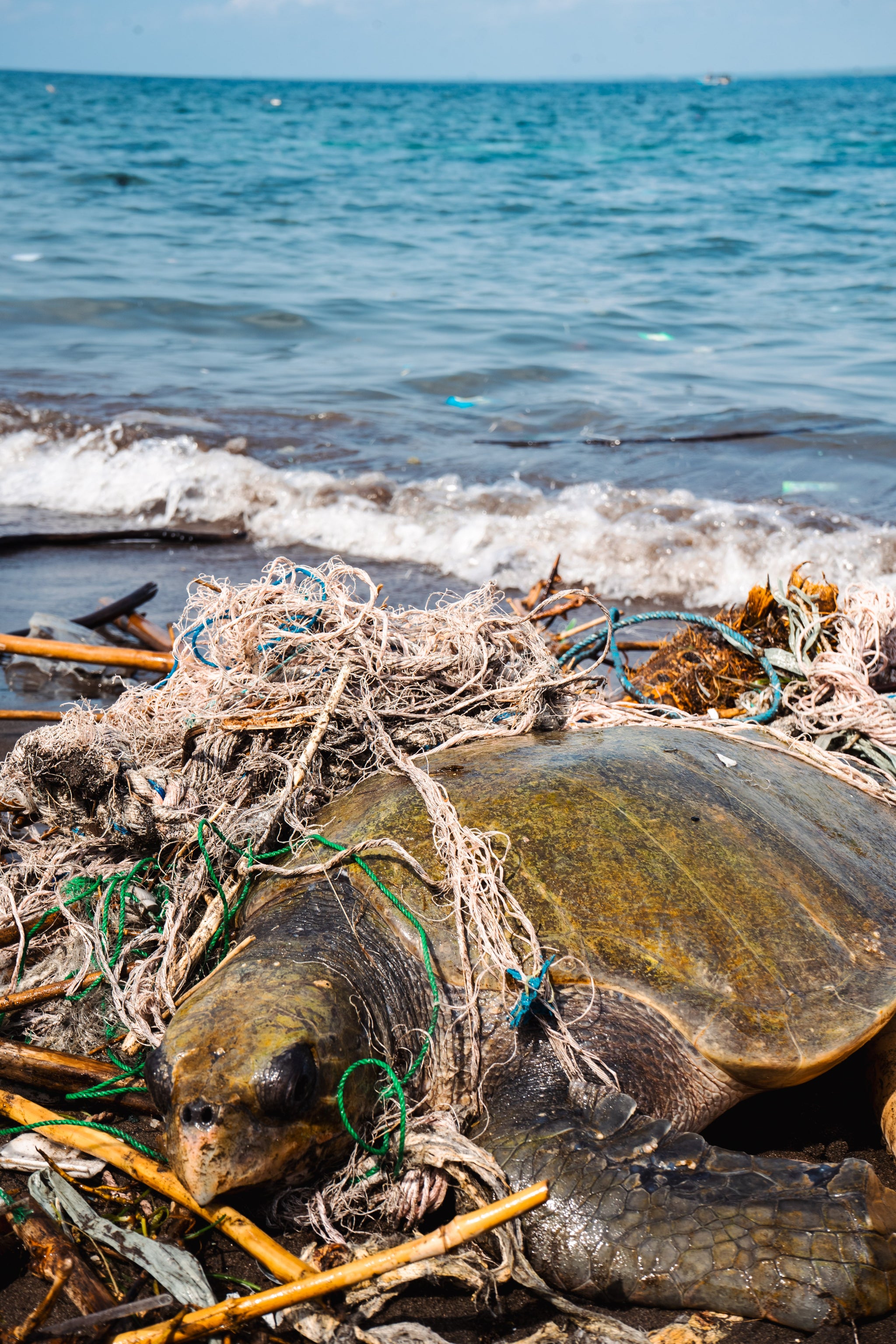 Three Days, Thousands of Pounds of Trash, and One Lucky Turtle