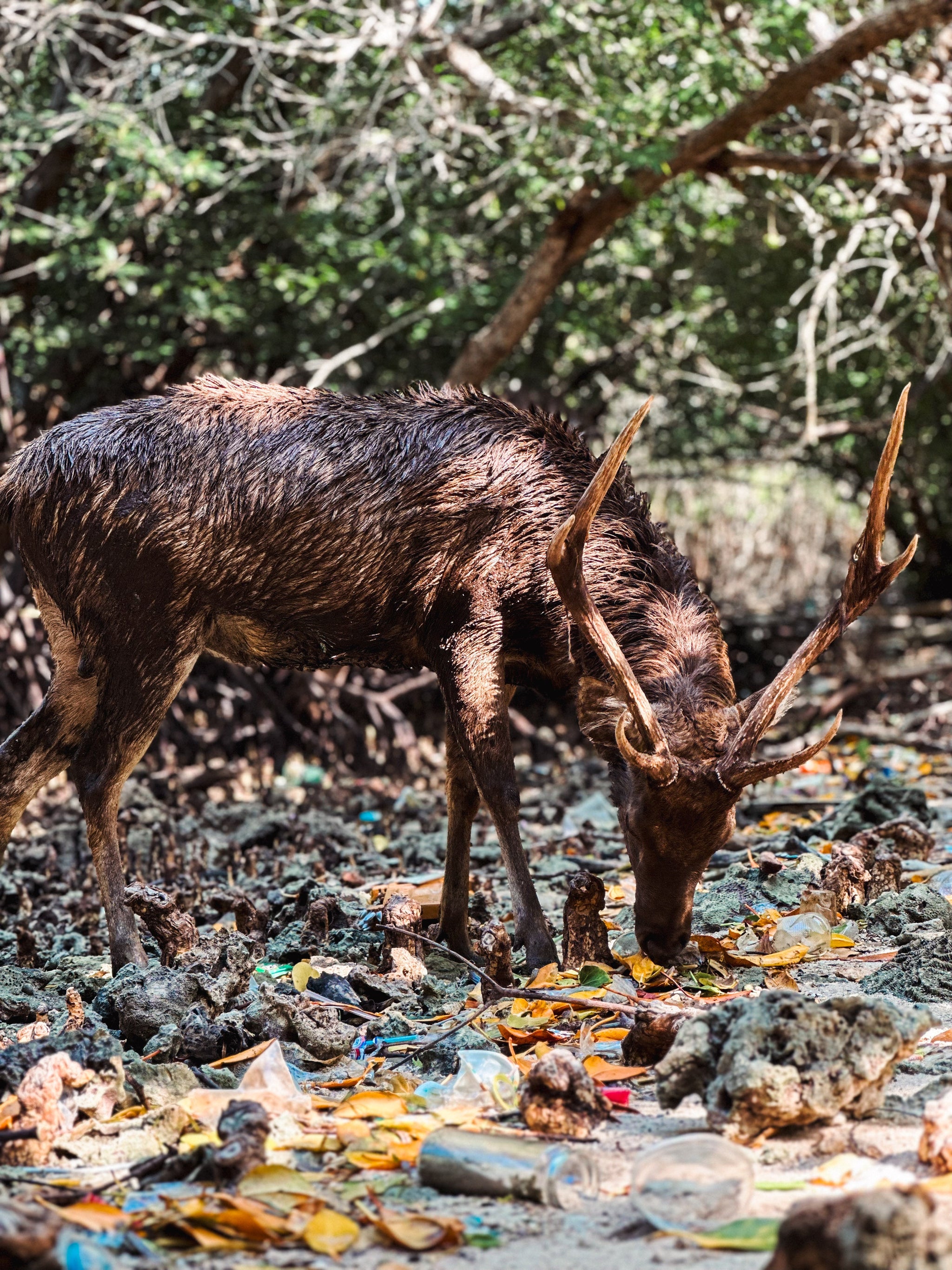 A Deer, A Warning: What We Found in the Mangroves
