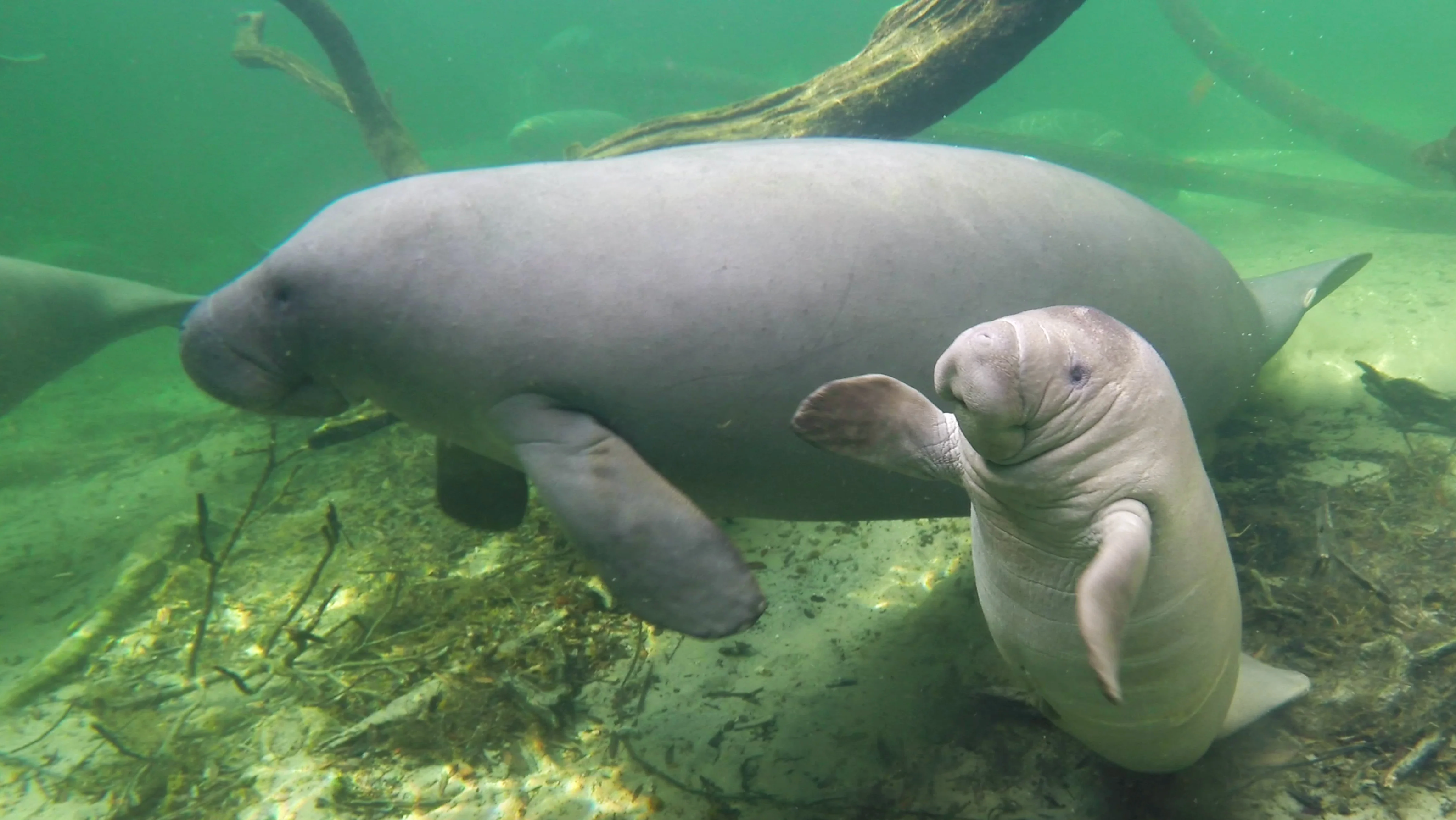 The Gentle Giants Of The Coastal Waters And Plastic Pollution