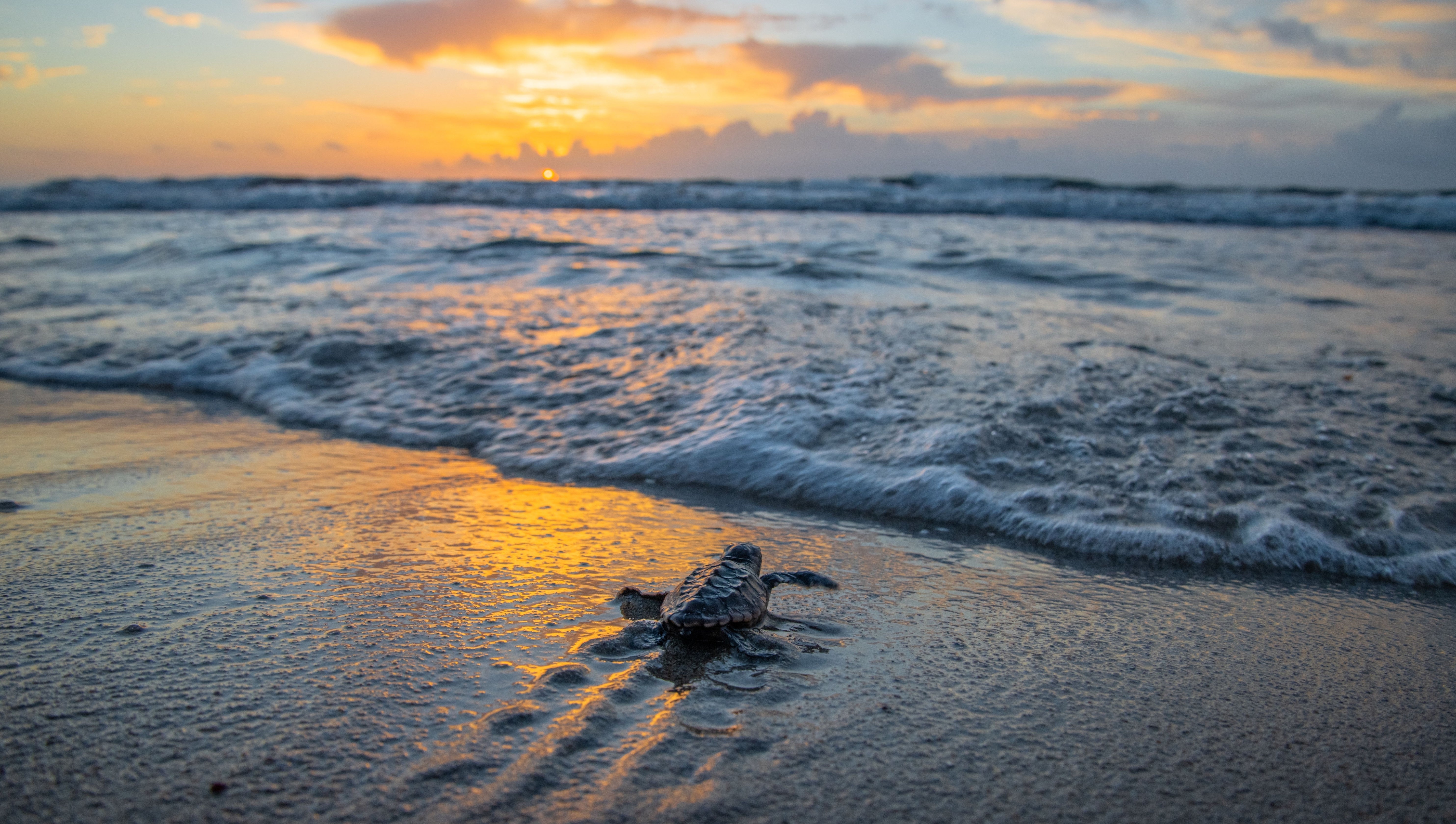 Hot Chicks, Cool Dudes