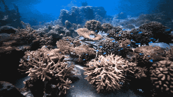 How Coral Restoration Works (And Why It Matters)