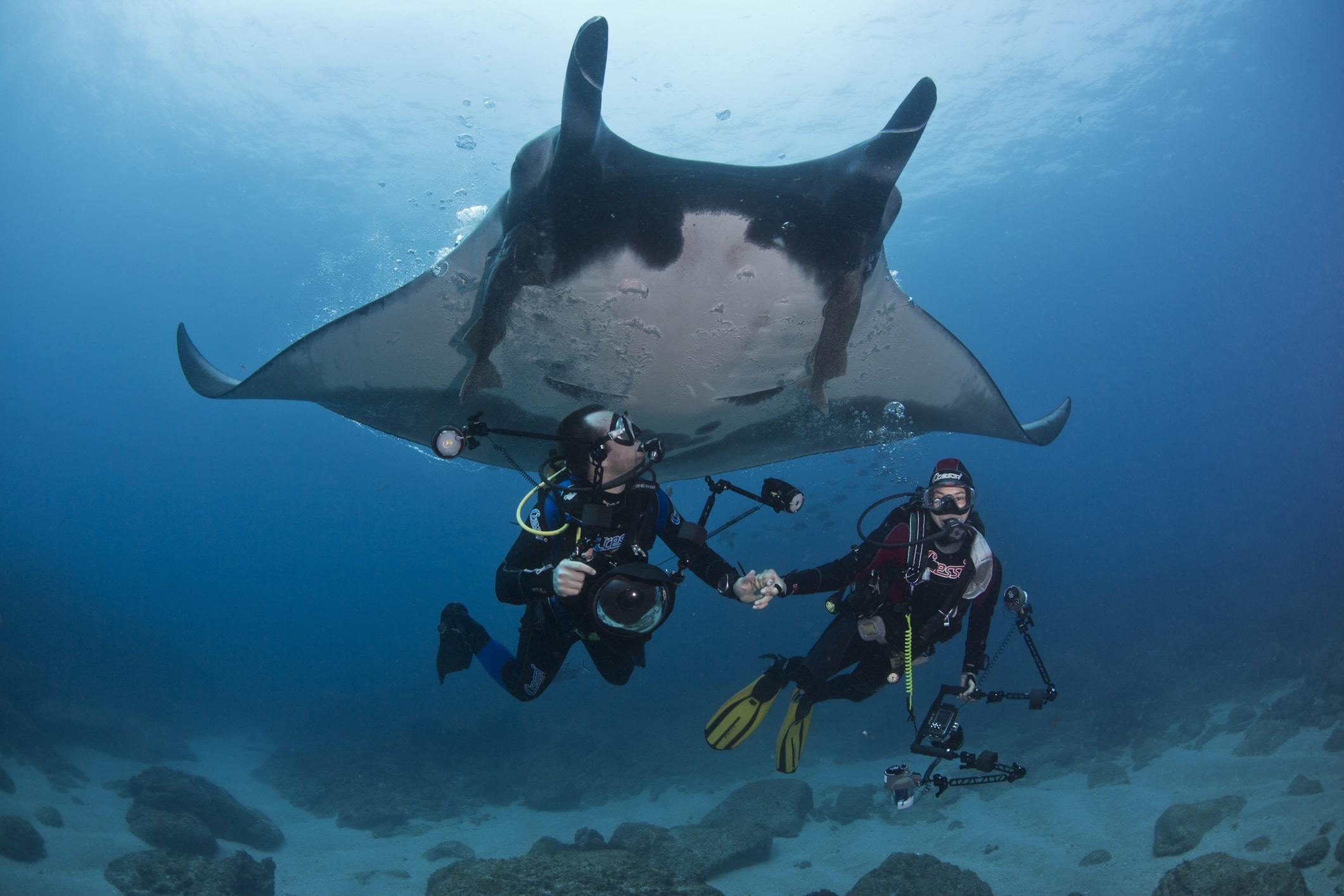 Giant Pacific Manta Ray with Divers