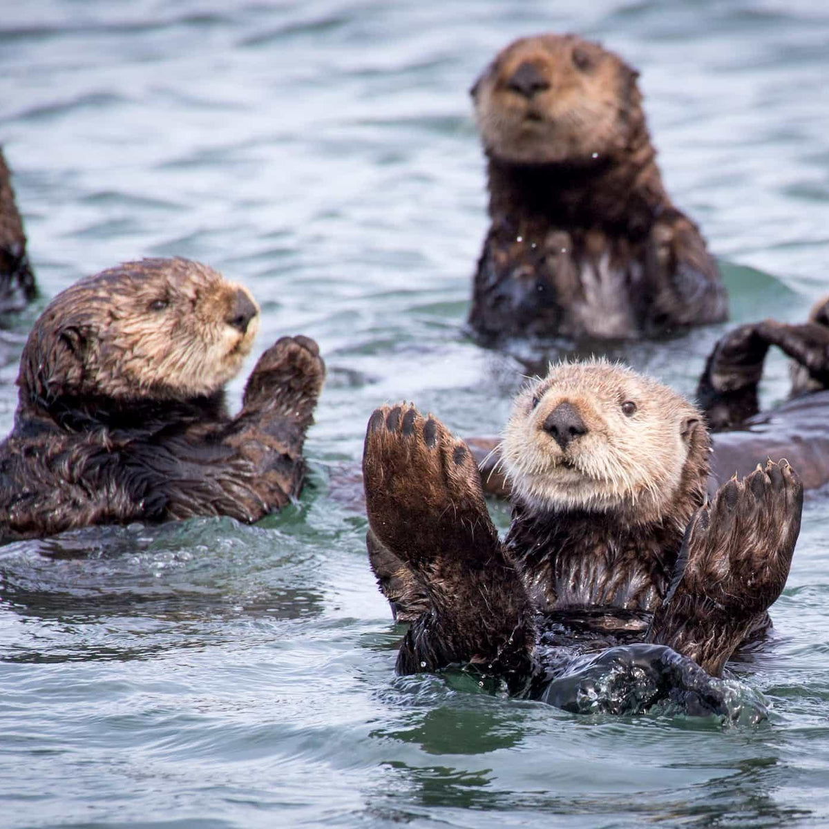 Adorable Sea Otter Tote Bag Pattern Adorable Sea Otter Love Tote