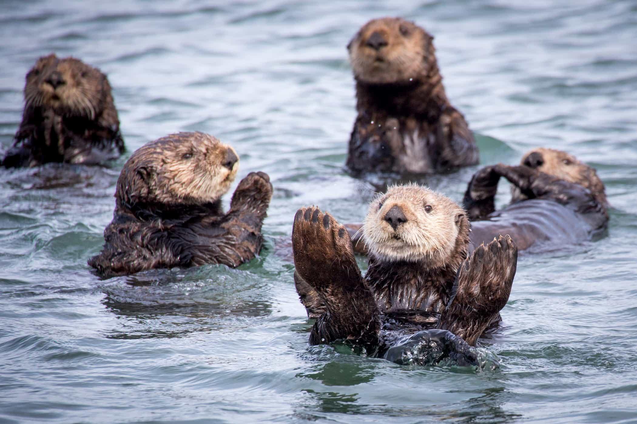 4ocean Sea Otter Bracelet - Monterey Bay Aquarium