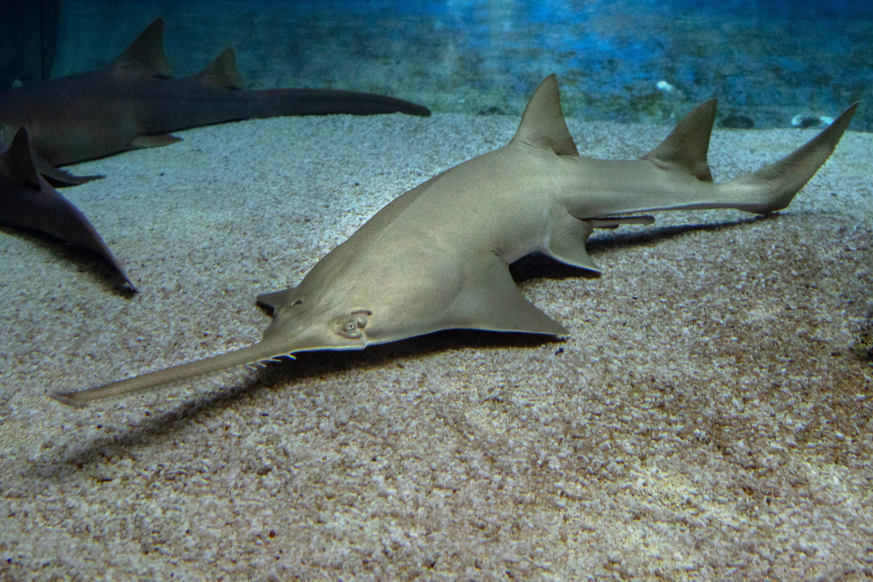 A Race For Survival: Mystery Illness Strikes Across Critically Endangered Florida Sawfish