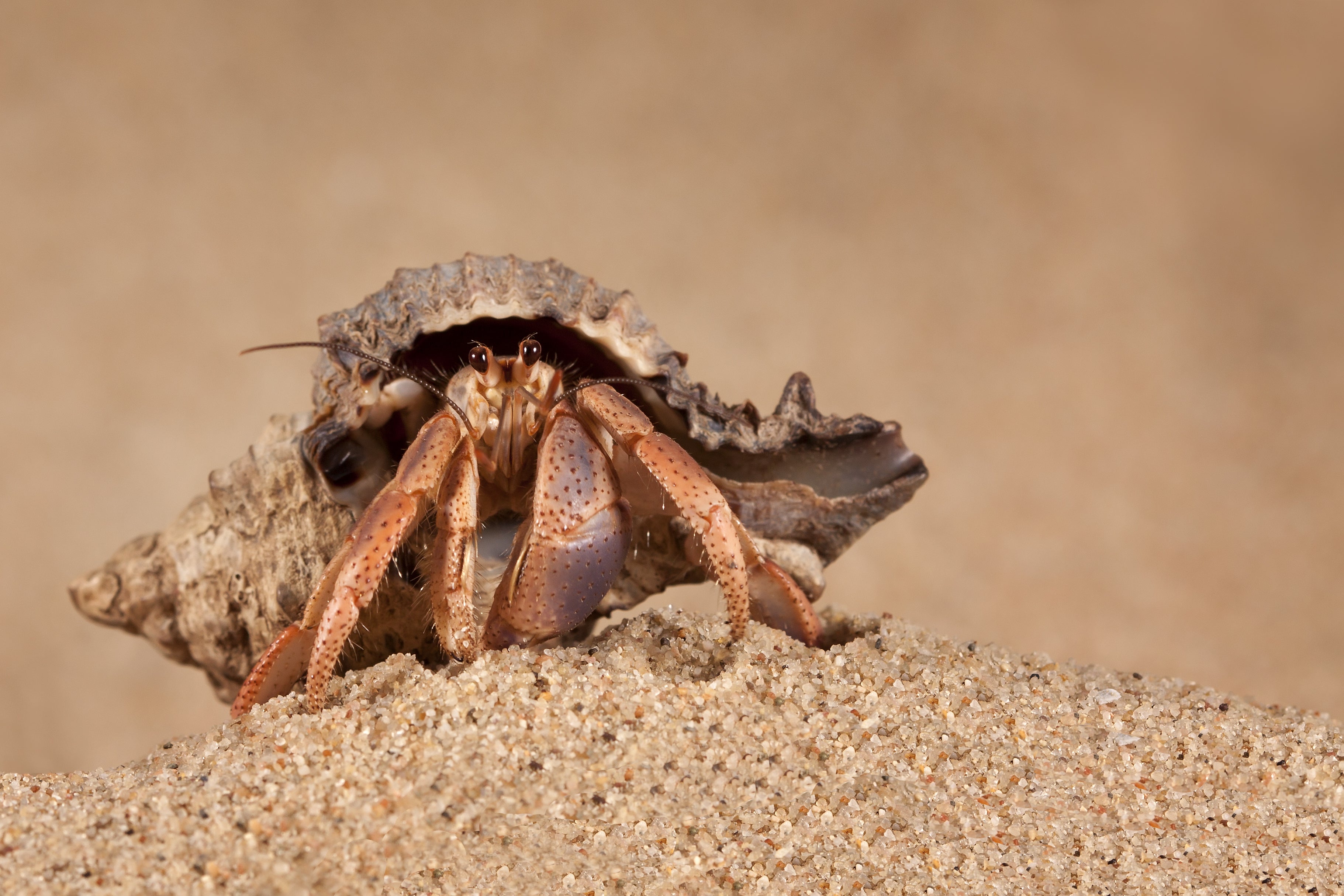 The Shell Crisis: A Hermit Crab's New Home