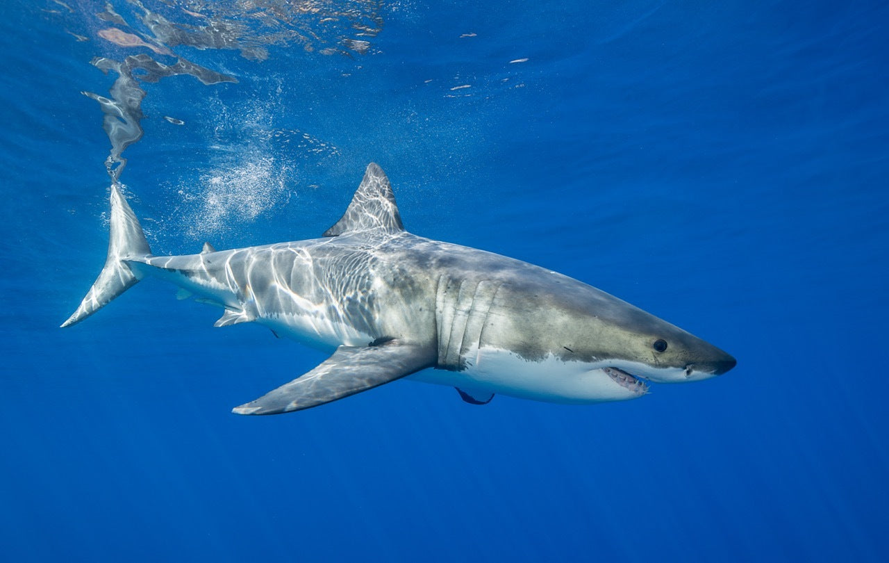 shark.jpg?crop=center&height=