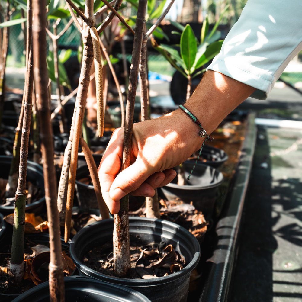 Mangrove Restoration Collection