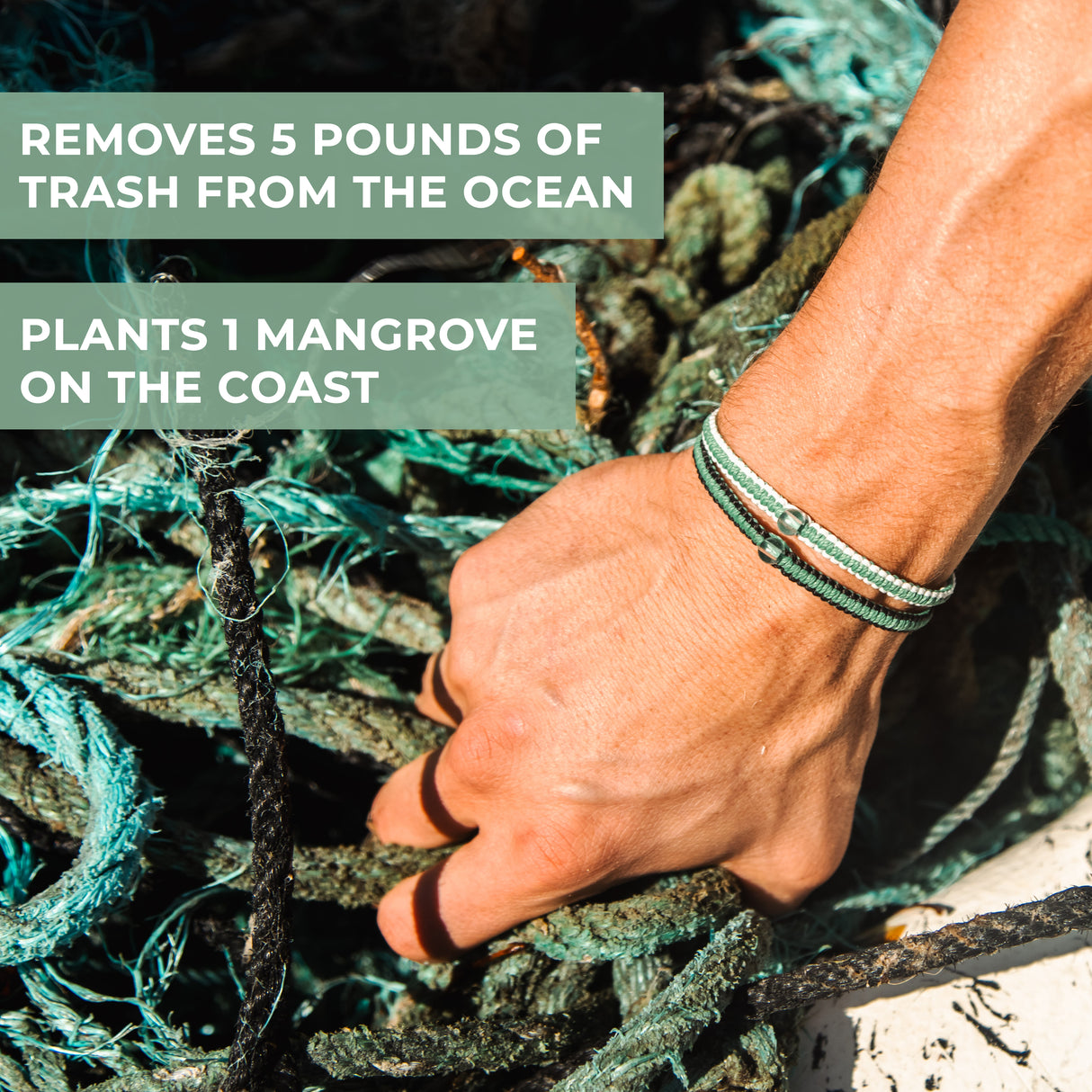 Mangrove Restoration Collection