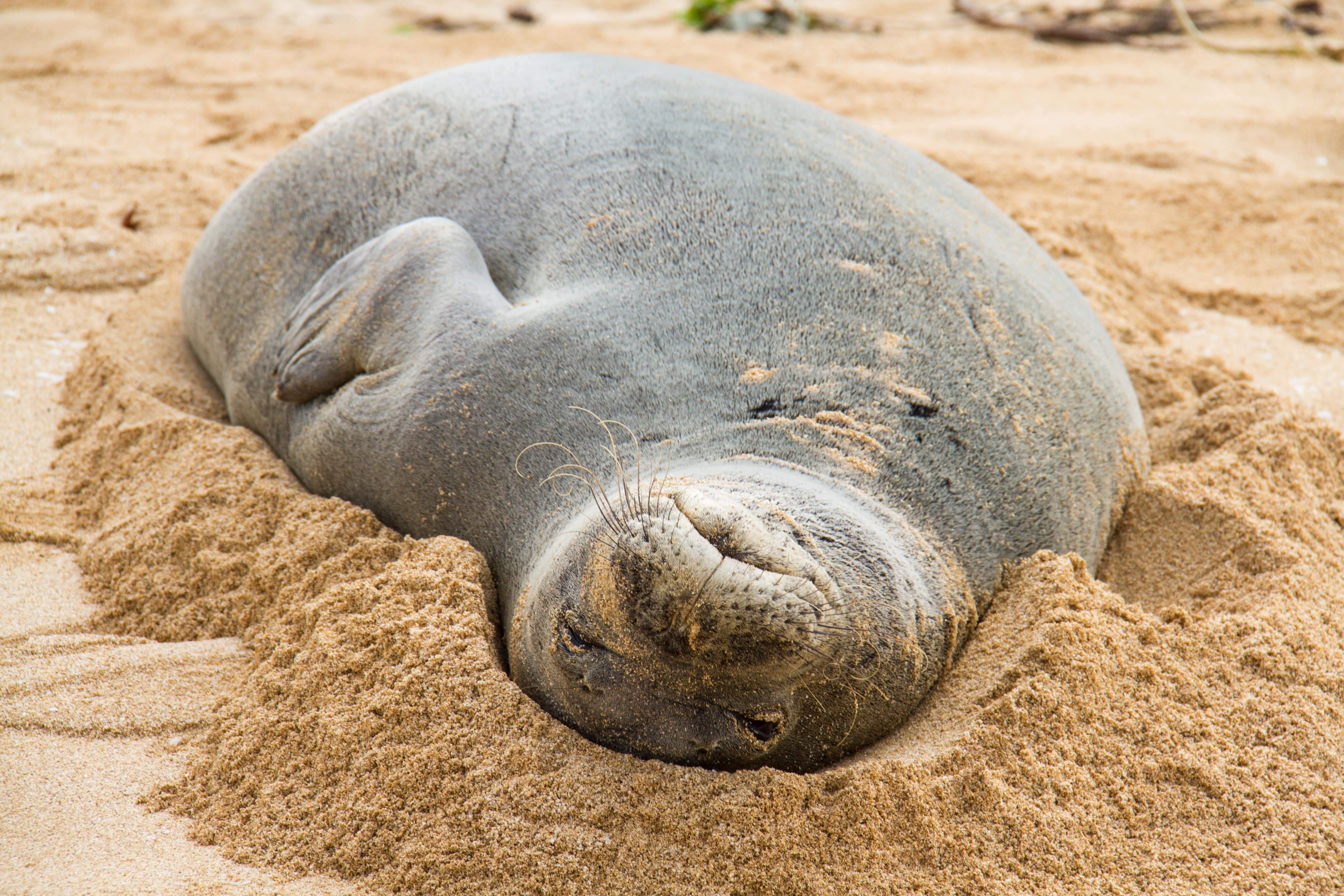 Hawaiian Monk Seal