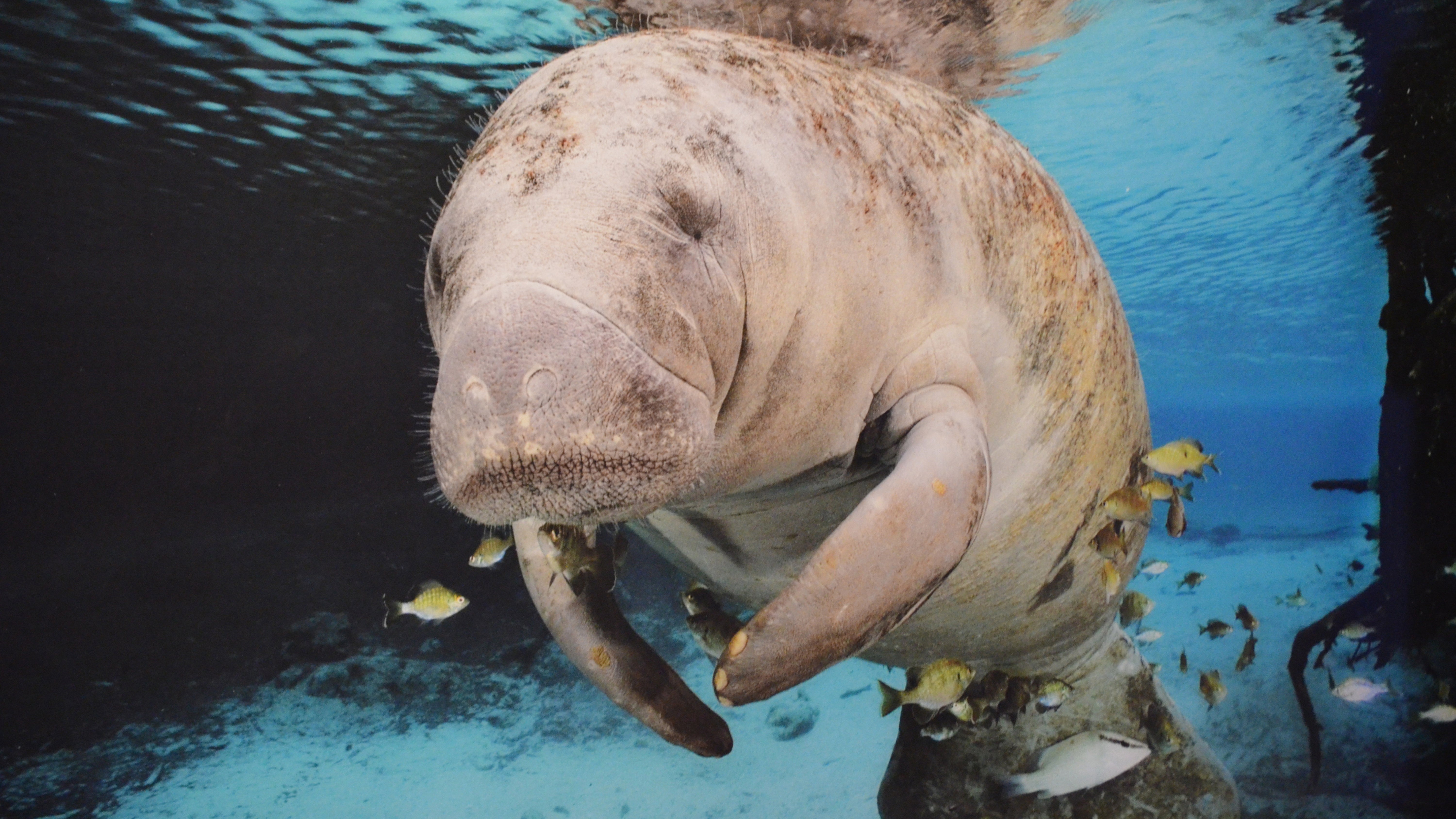 Manatee: The Gentle Giant of the Sea