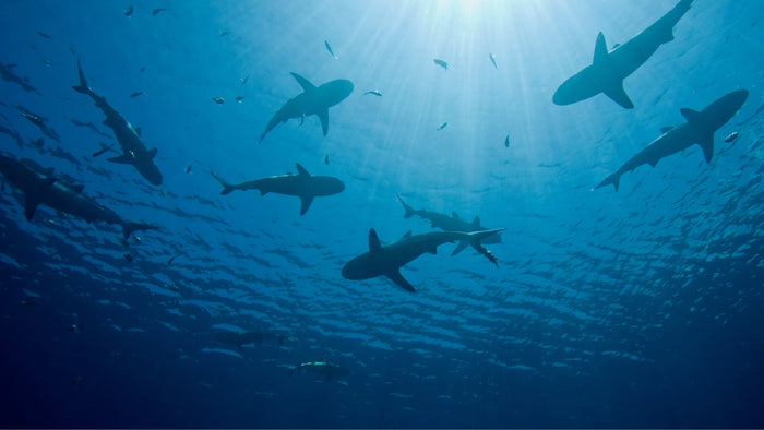 Sharks: Apex Predators and Ocean Protectors
