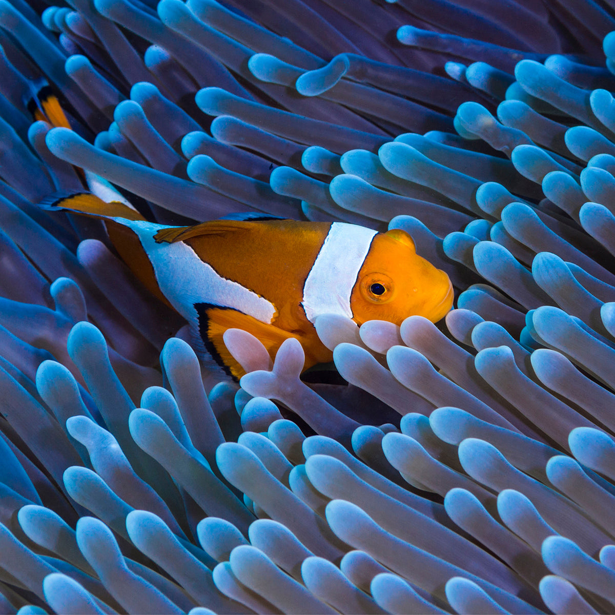 Discovering the Vibrant World of Clownfish – 4ocean