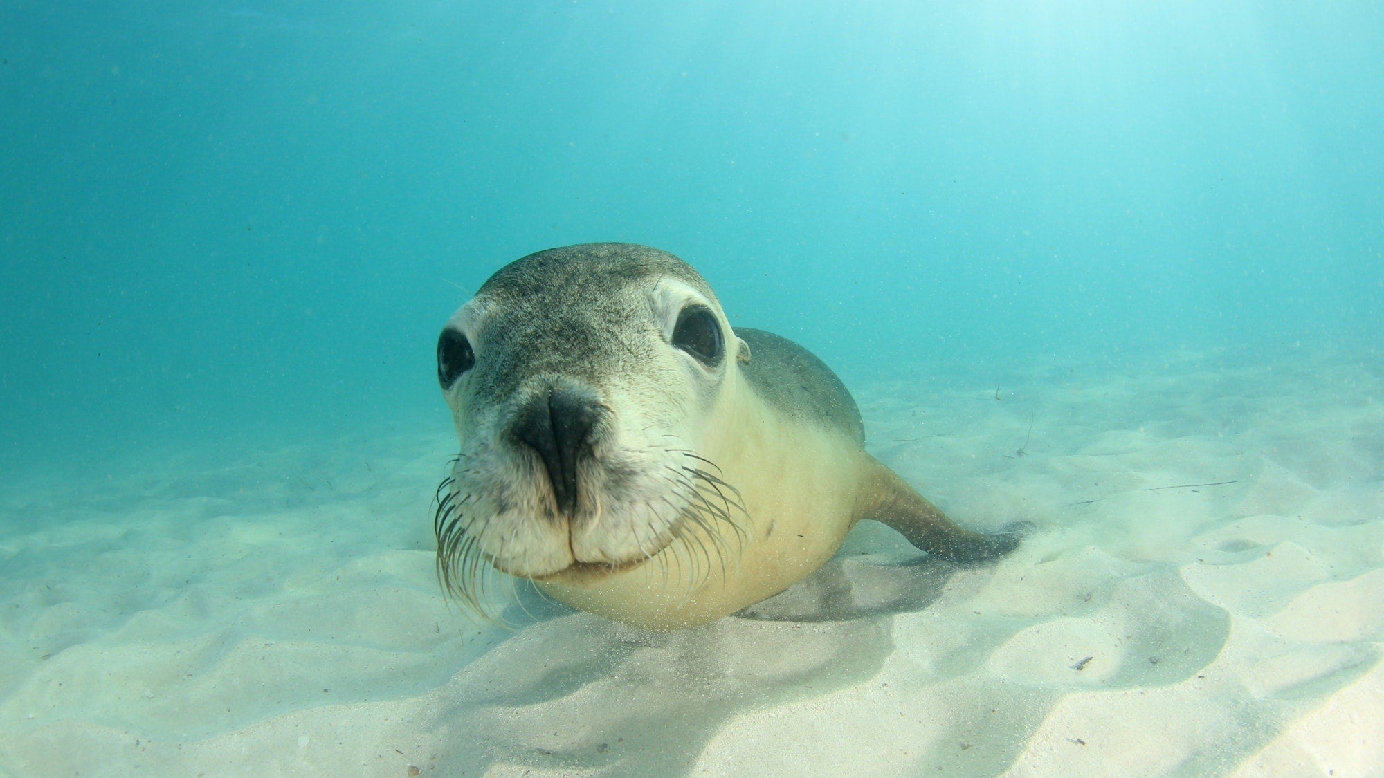 Sea Lion: The Playful Guardians of Coastal Waters