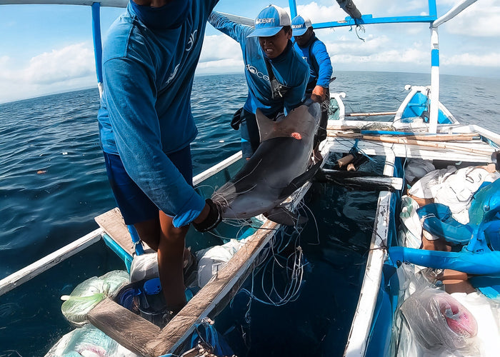 4ocean Crews Rescue Entangled Dolphin