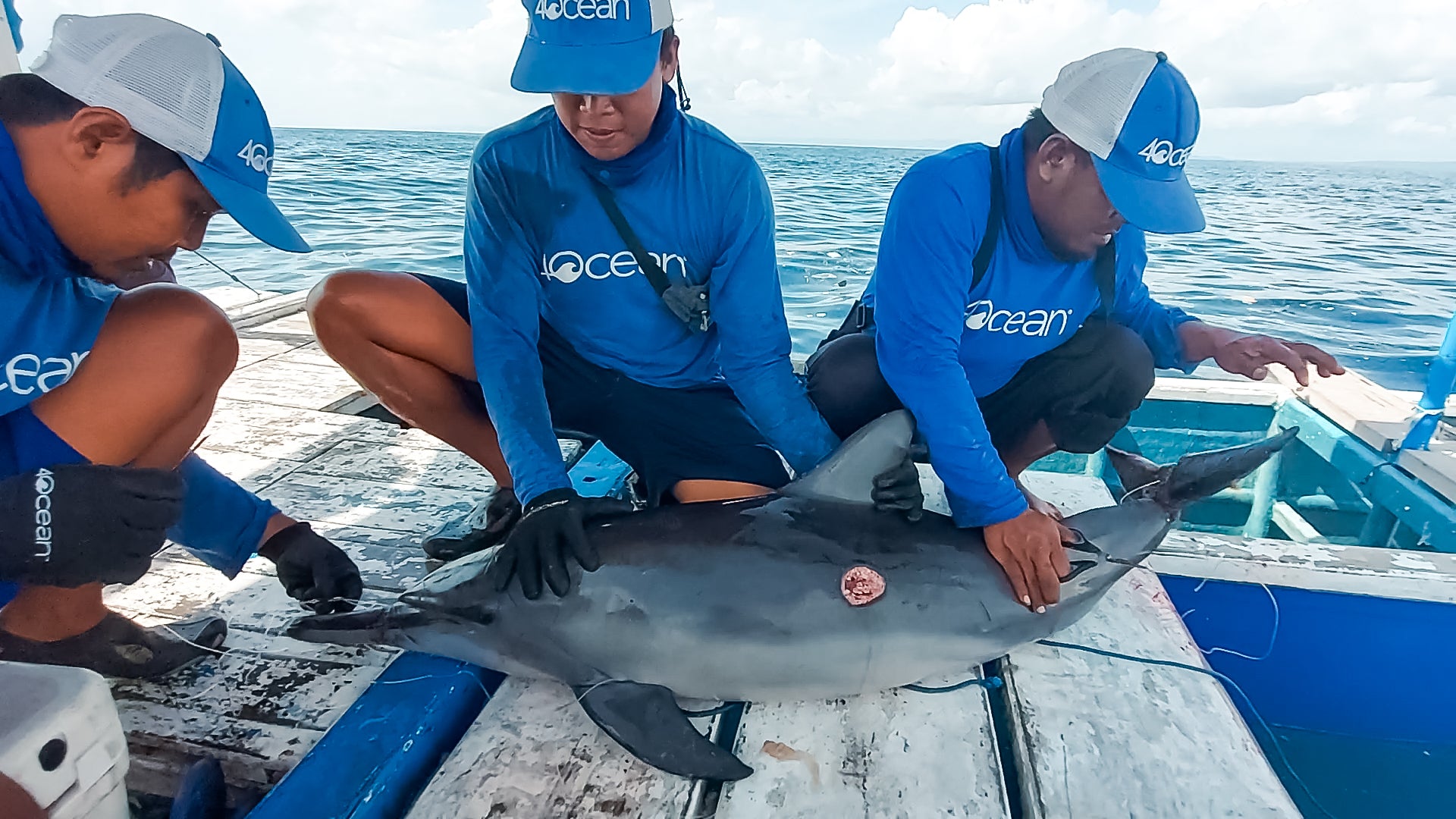 4ocean Crews Rescue Entangled Dolphin