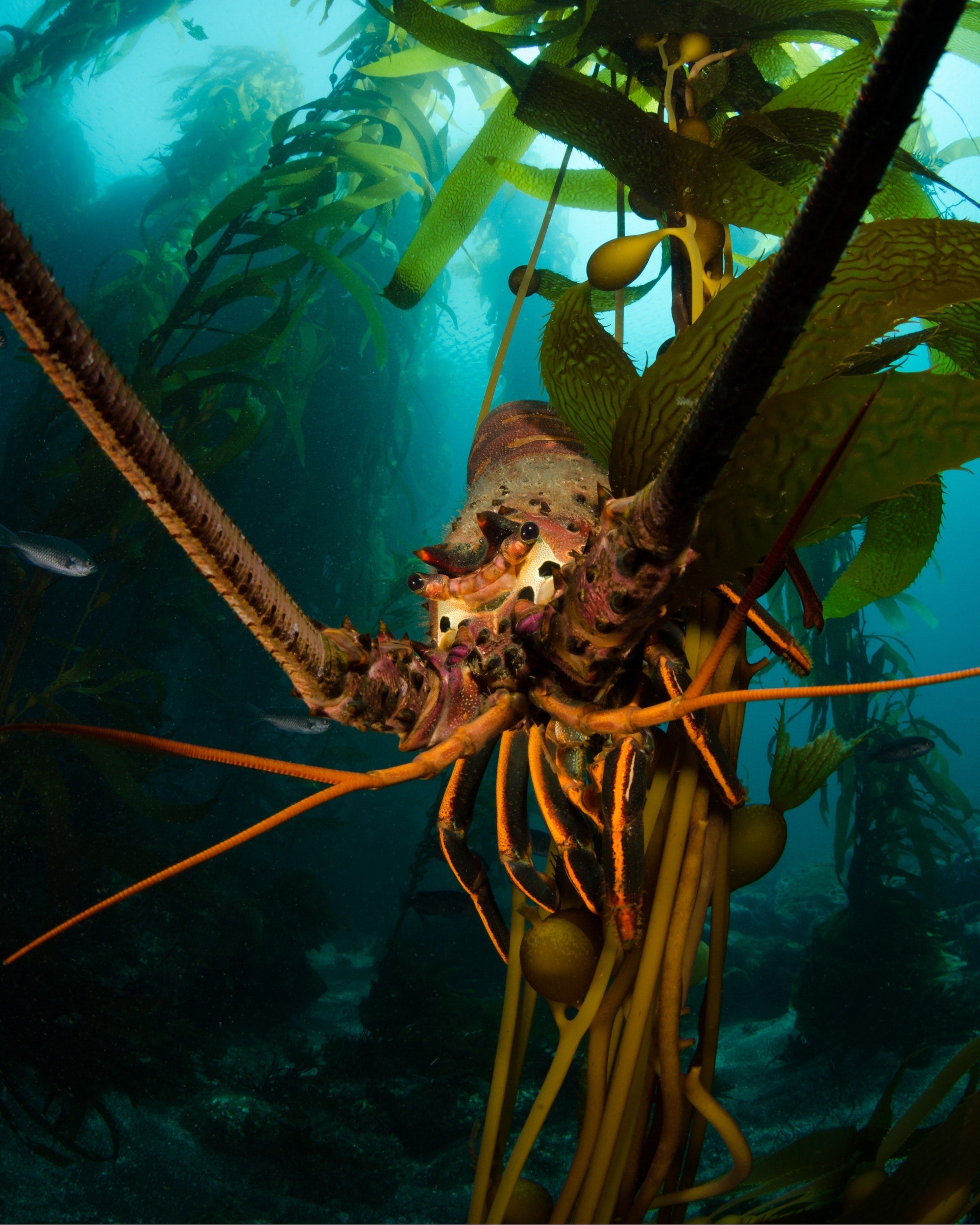 Lobster: Armor-Plated Architects of the Seafloor