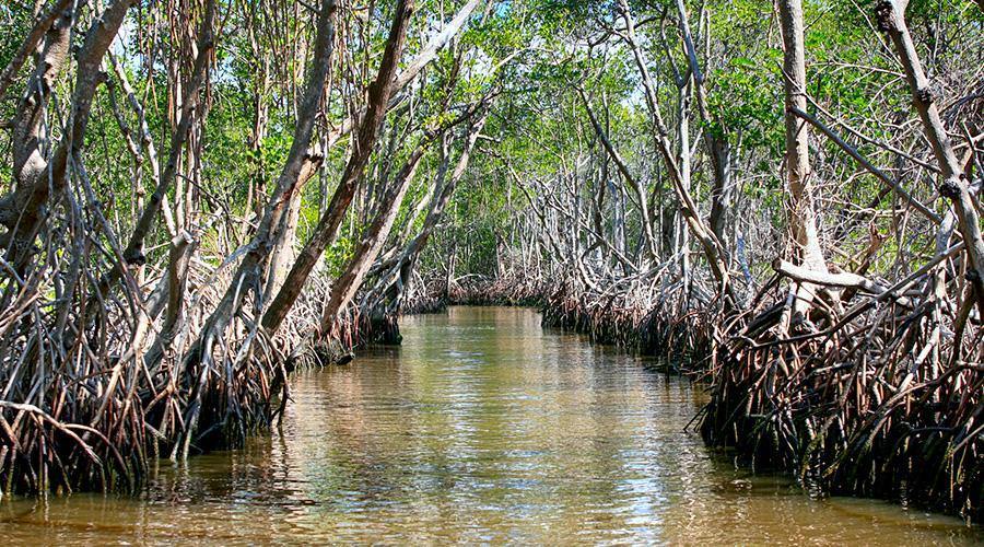 7 Totally Gnarly Reasons to Love Mangroves - 4ocean