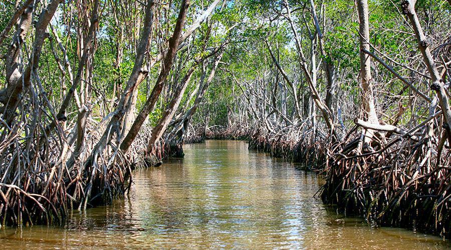 7 Totally Gnarly Reasons to Love Mangroves - 4ocean