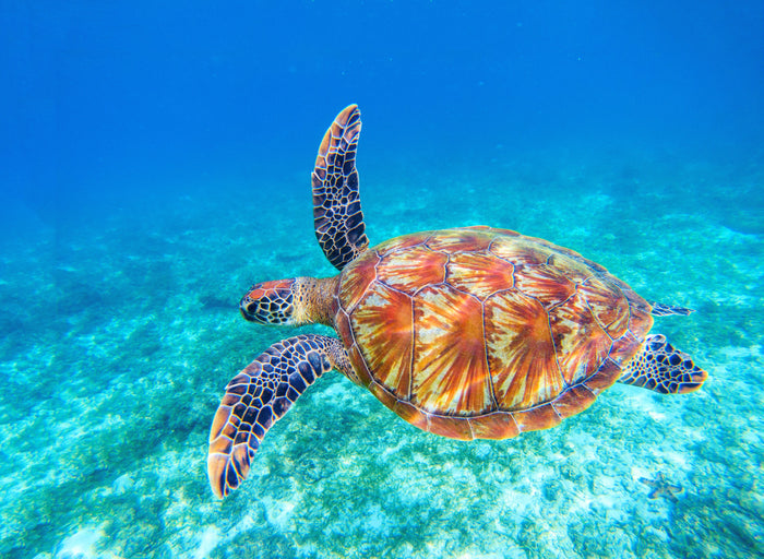 Cause of the Month: Green Sea Turtles