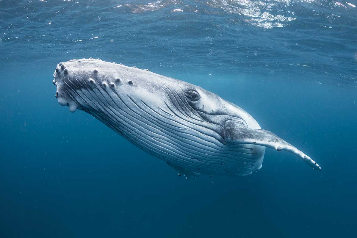Cause of the month - Humpback Whales