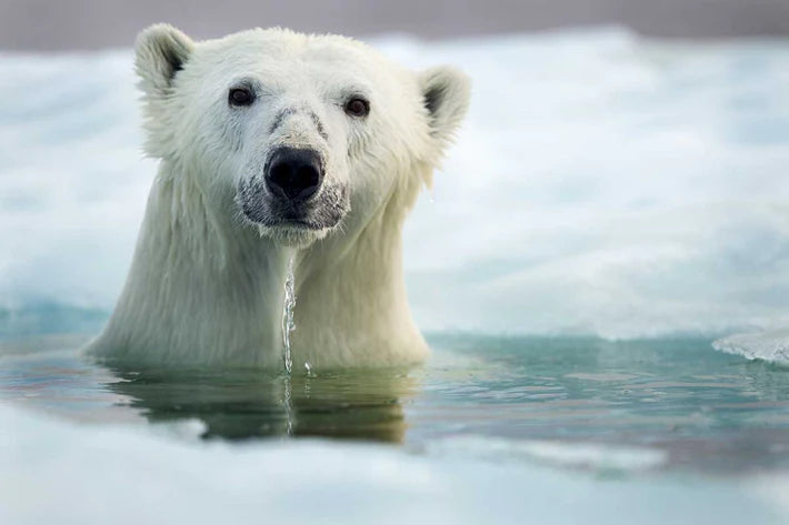 Cause of the month : Polar Bears