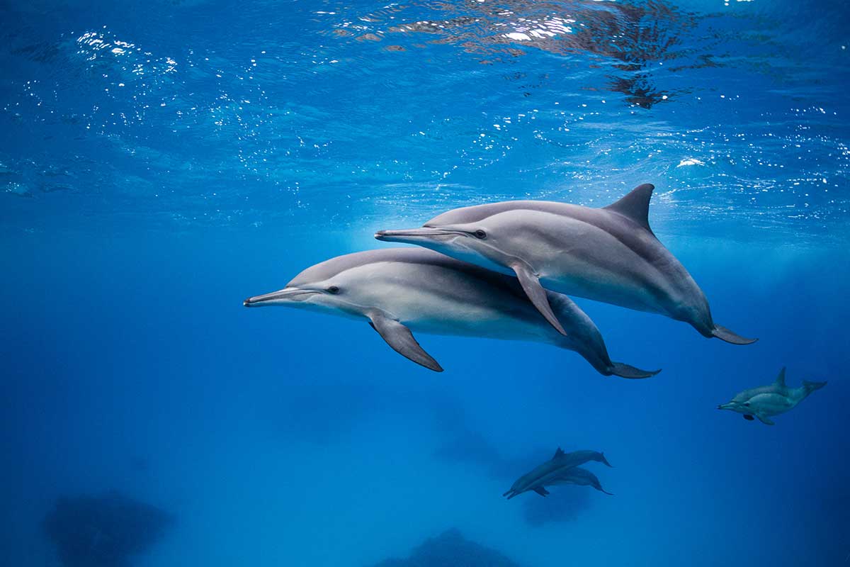 Cause of the Month: Spinner Dolphins