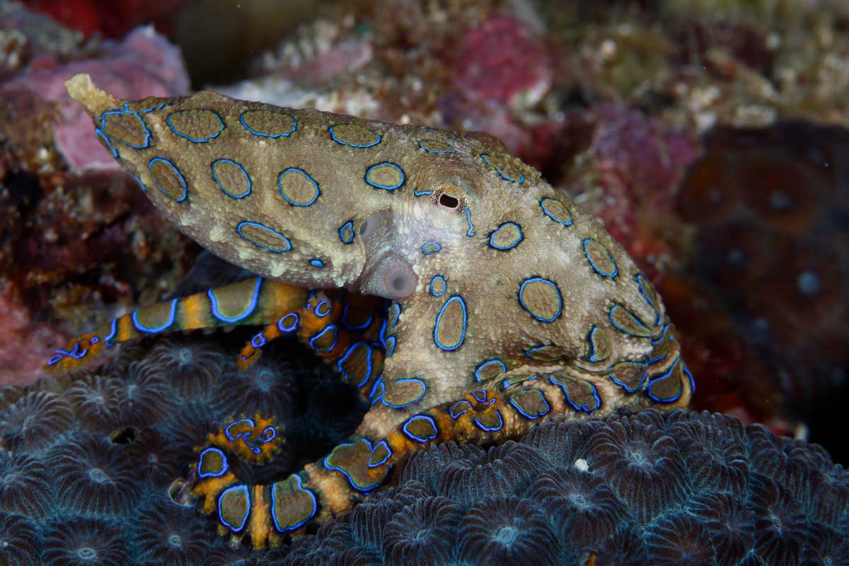 Cause of the Month: Blue-Ringed Octopus