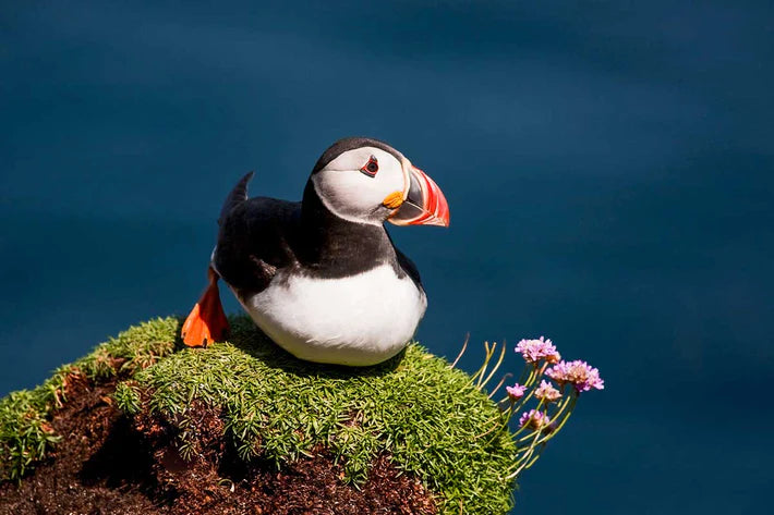 Cause of the Month - Puffin