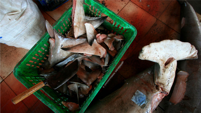 Shark Finning: The Cruel Act Explained
