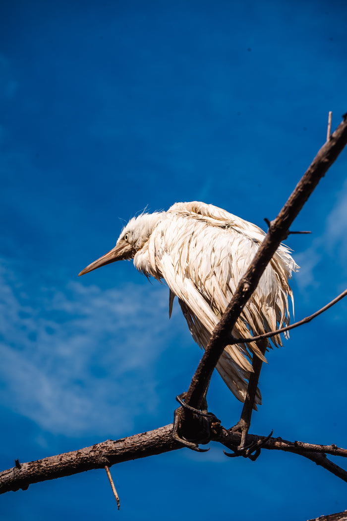 Rescuing an Egret and Restoring the Ijo Gading River