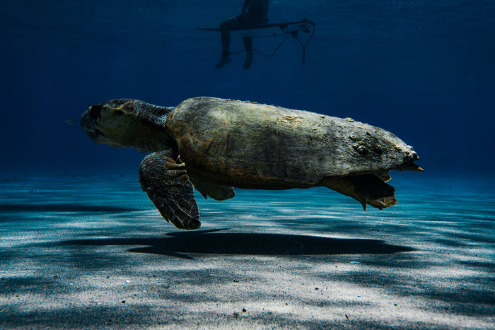 Sea Turtles