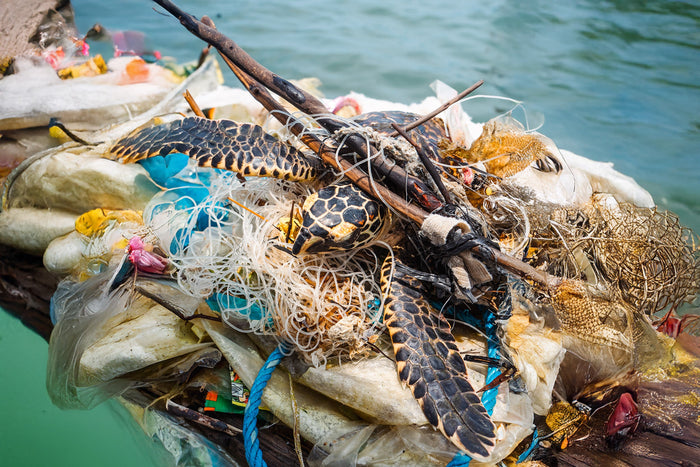Rescuing Joshy, Domy, and Shu: A Mission to Save Sea Turtles from Ocean Waste