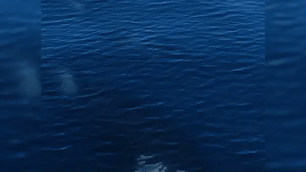 Apex Beauty - The Killer Whale