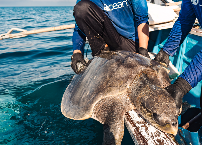 Saving Alexa the Turtle