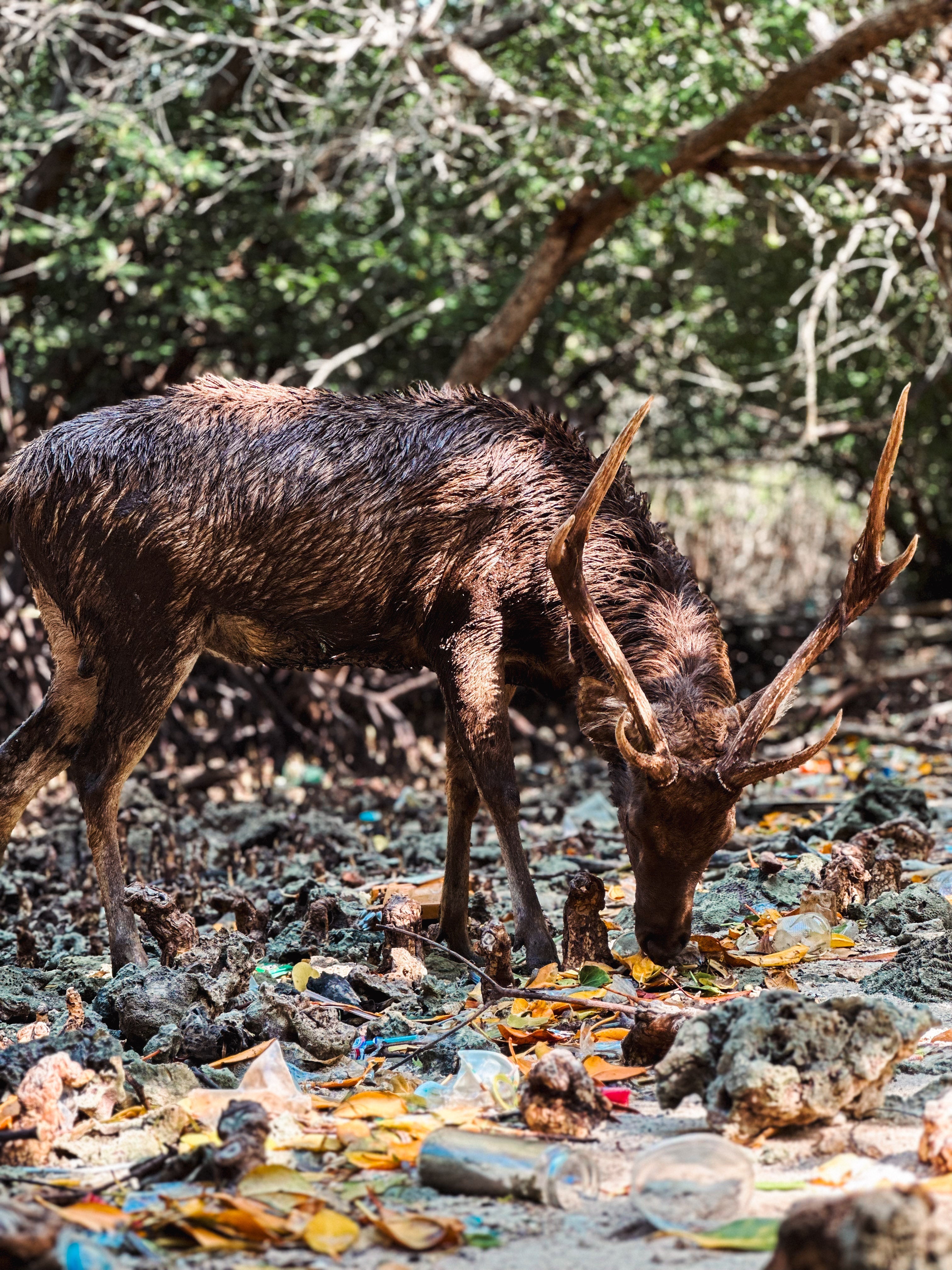 A Deer, A Warning: What We Found in the Mangroves
