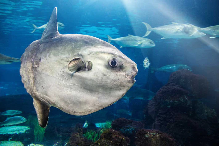 Ocean Sunfish: Facts about the Mola Mola Fish | 4ocean