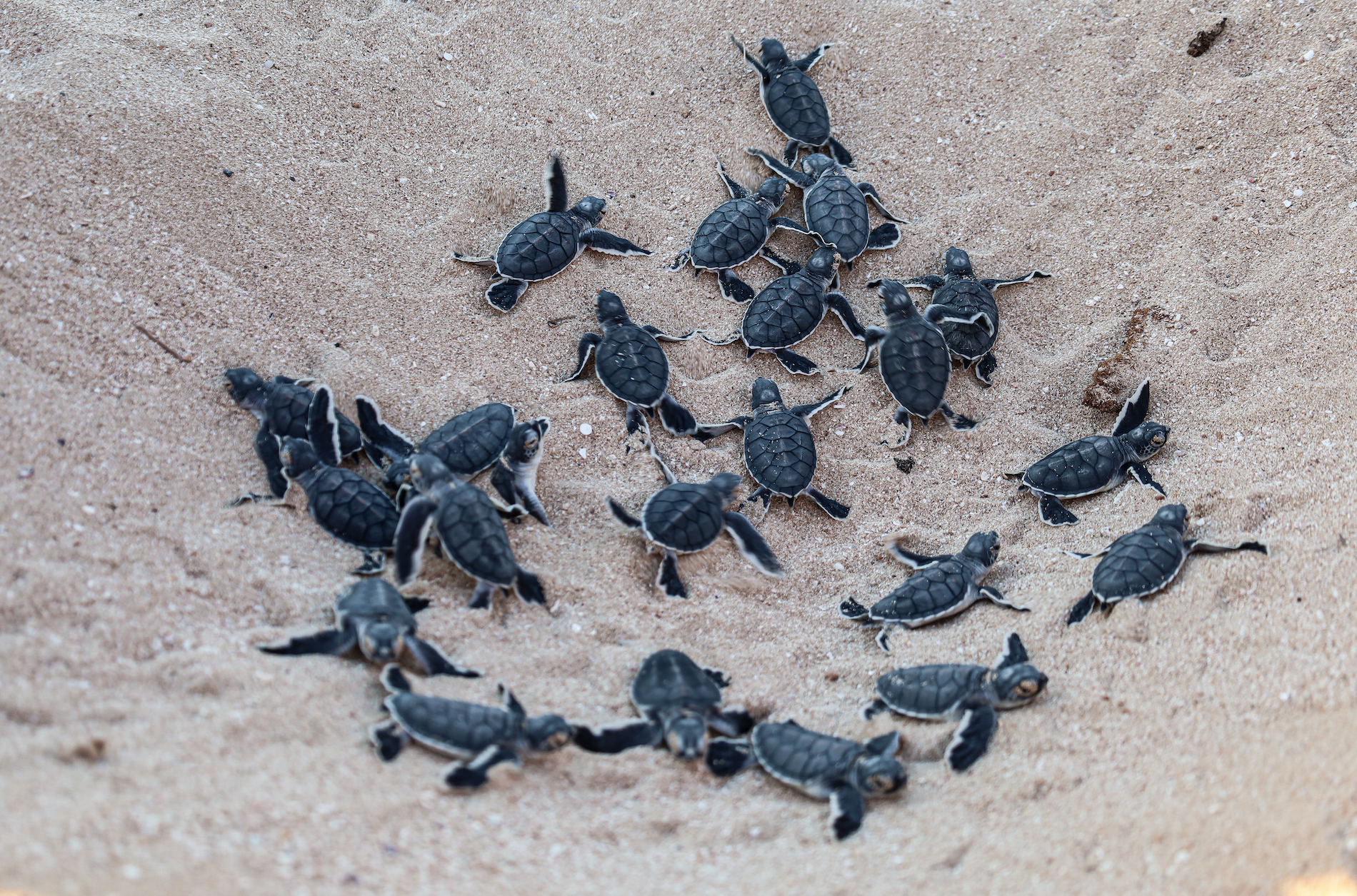 Sea Turtle Nesting